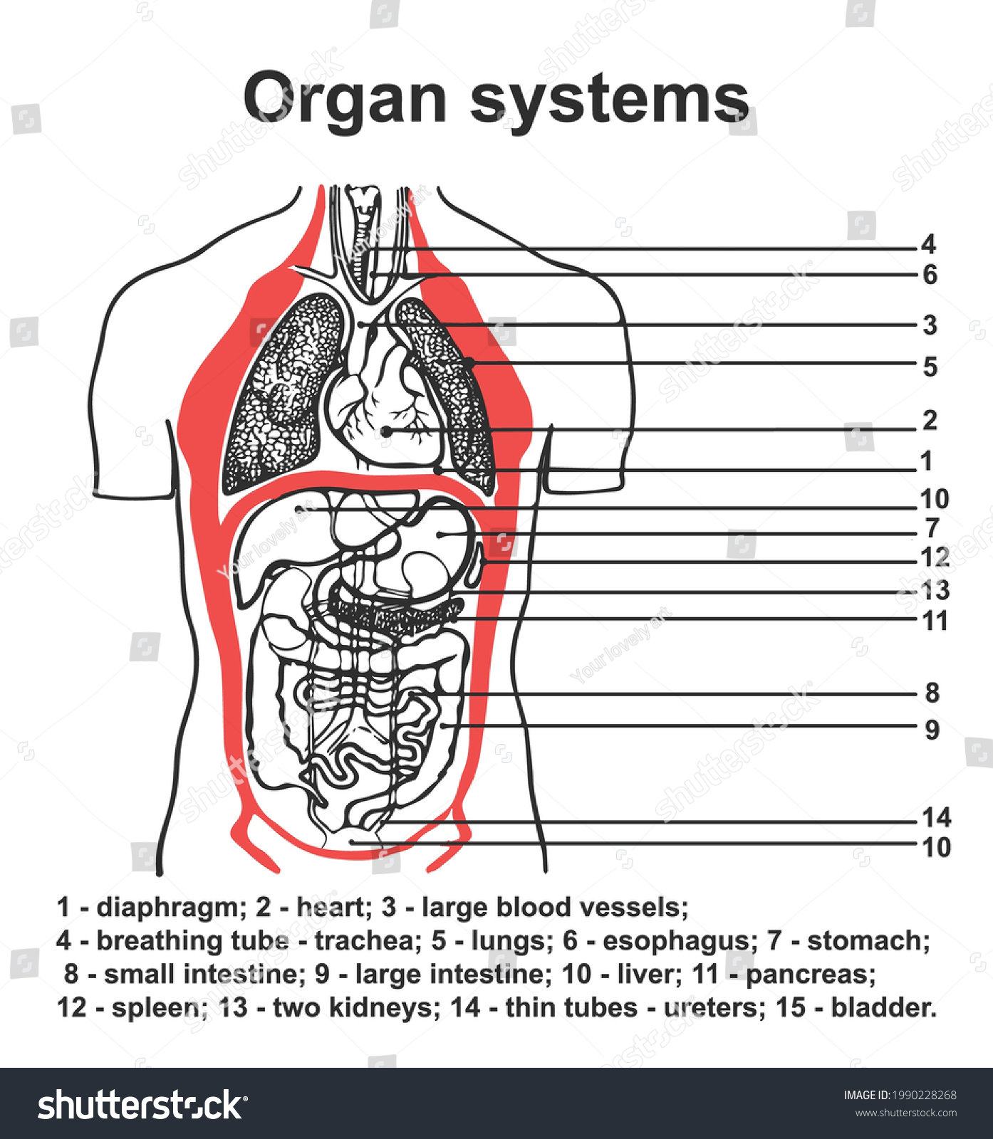 Human Body Organ Systems Detailed Chart Stock Vector (Royalty Free