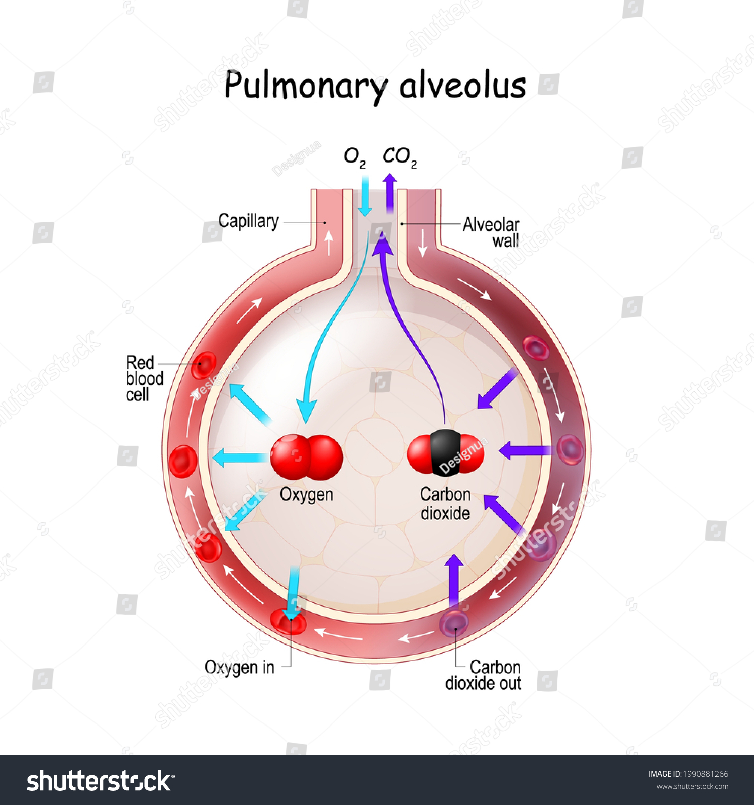 Alveolus Gas Exchange Anatomy Pulmonary Alveolus Stock Vector (Royalty ...