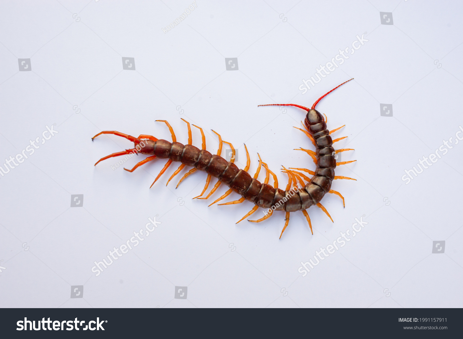 Centipede Poisonous Animal Many Legs That Stock Photo 1991157911 ...