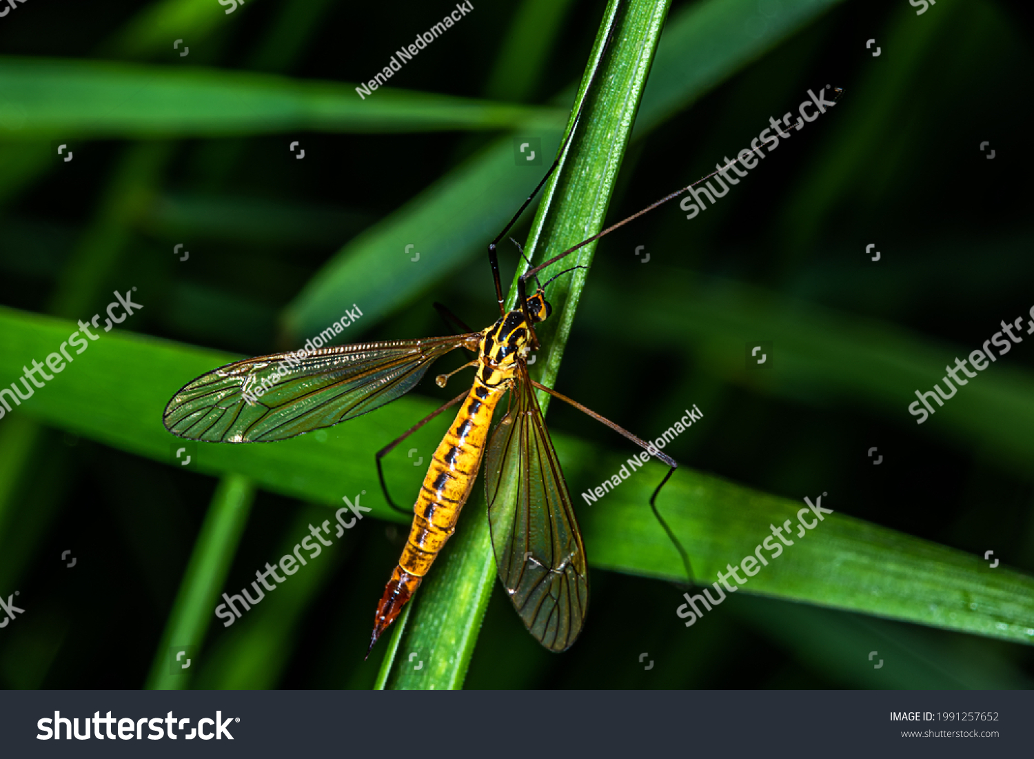 Spotted Crane Fly Lat Nephrotoma Appendiculata Stock Photo 1991257652 ...