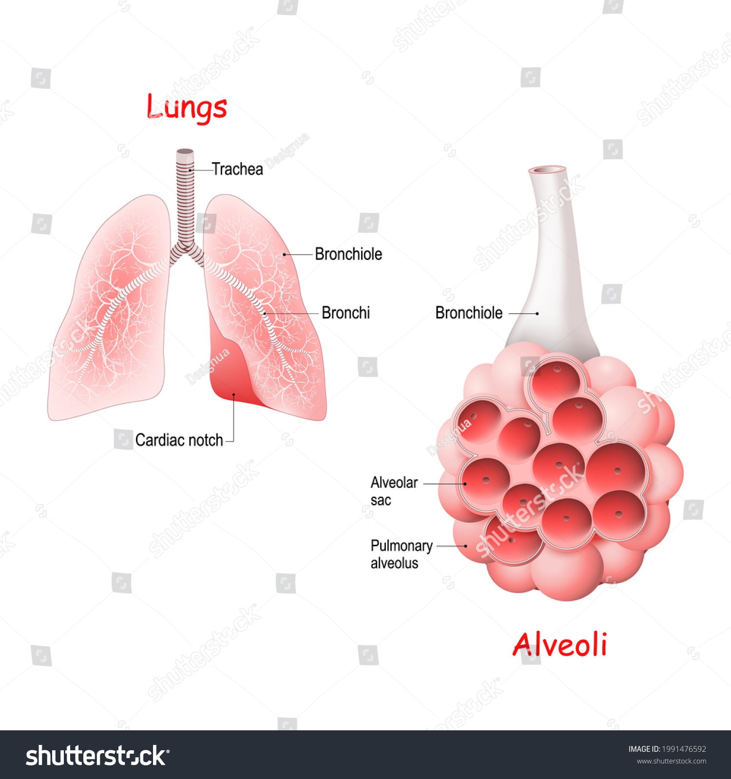 Pulmonary Alveolus Alveoli Trachea Bronchiole Lungs Stock Vector ...