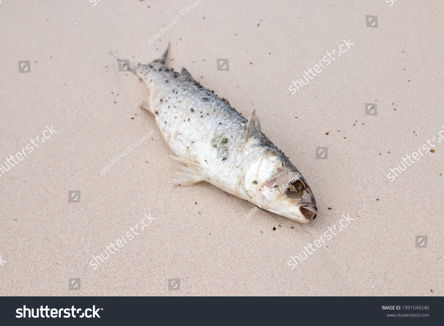 Washed Dead Flathead Grey Mullet Laying Stock Photo 1991549240 ...