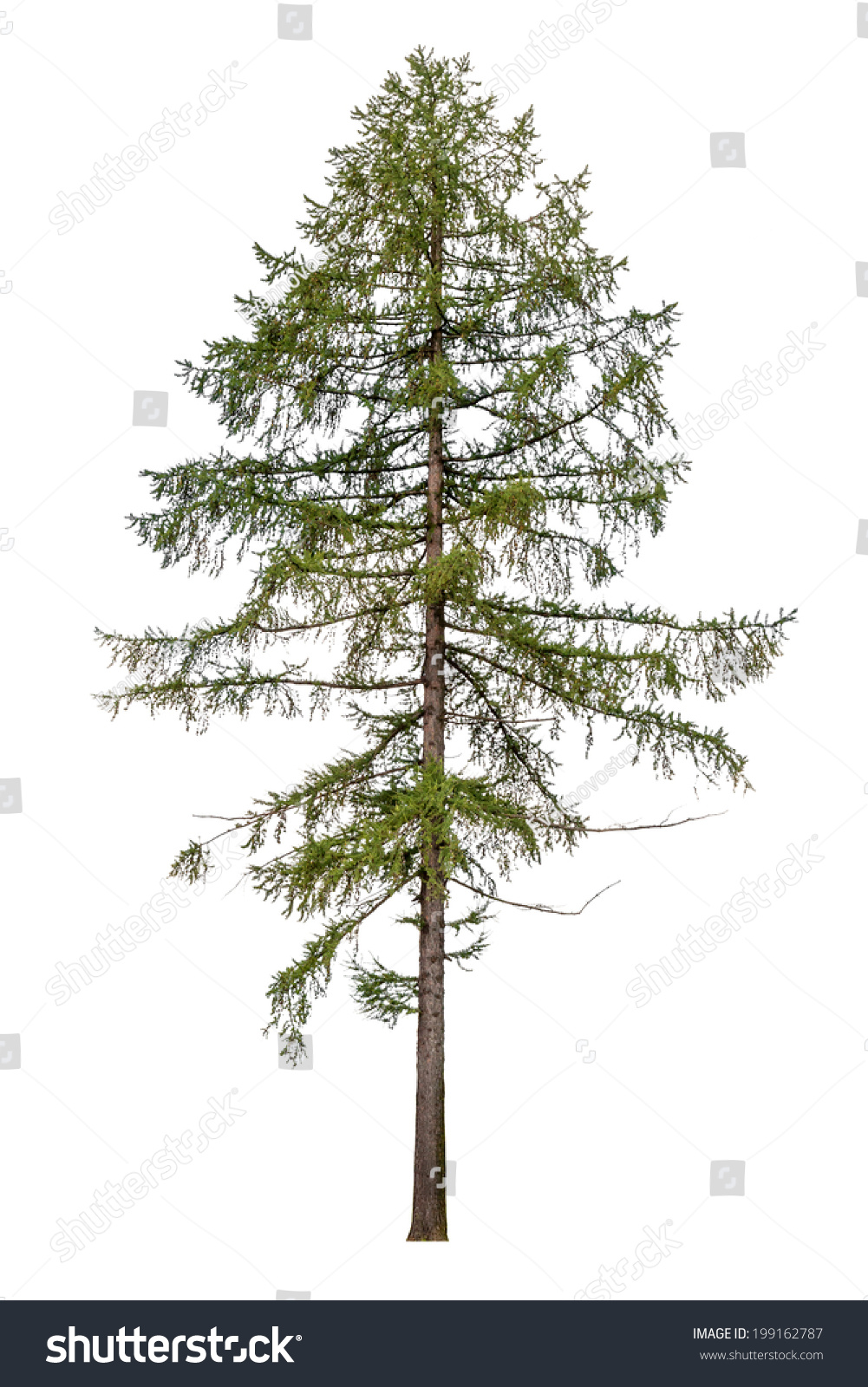 Tall European Larch Tree Isolated On Stock Photo 199162787 