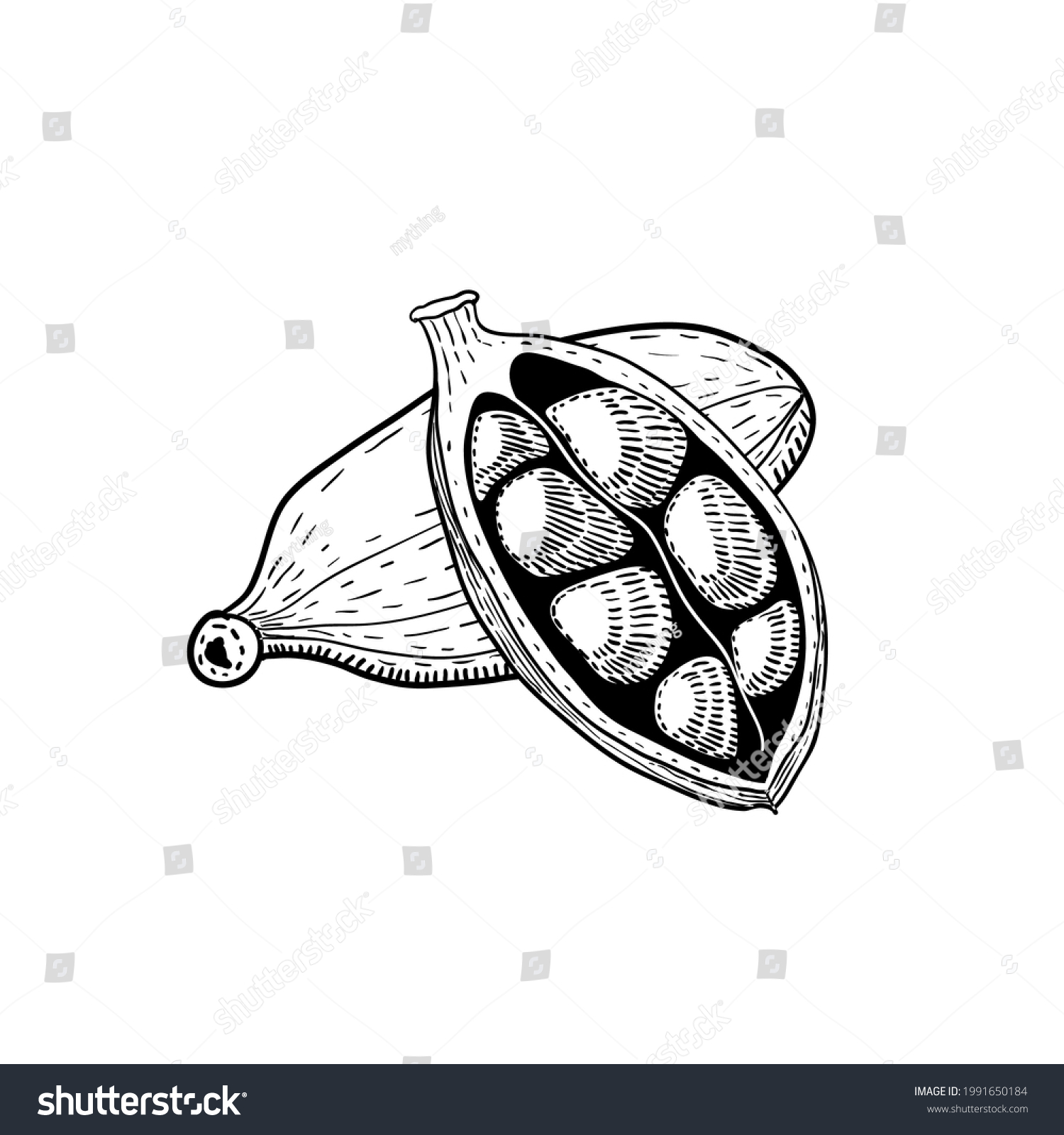 Cardamom Hand Drawn Sketch Vector Illustration Stock Vector (Royalty ...