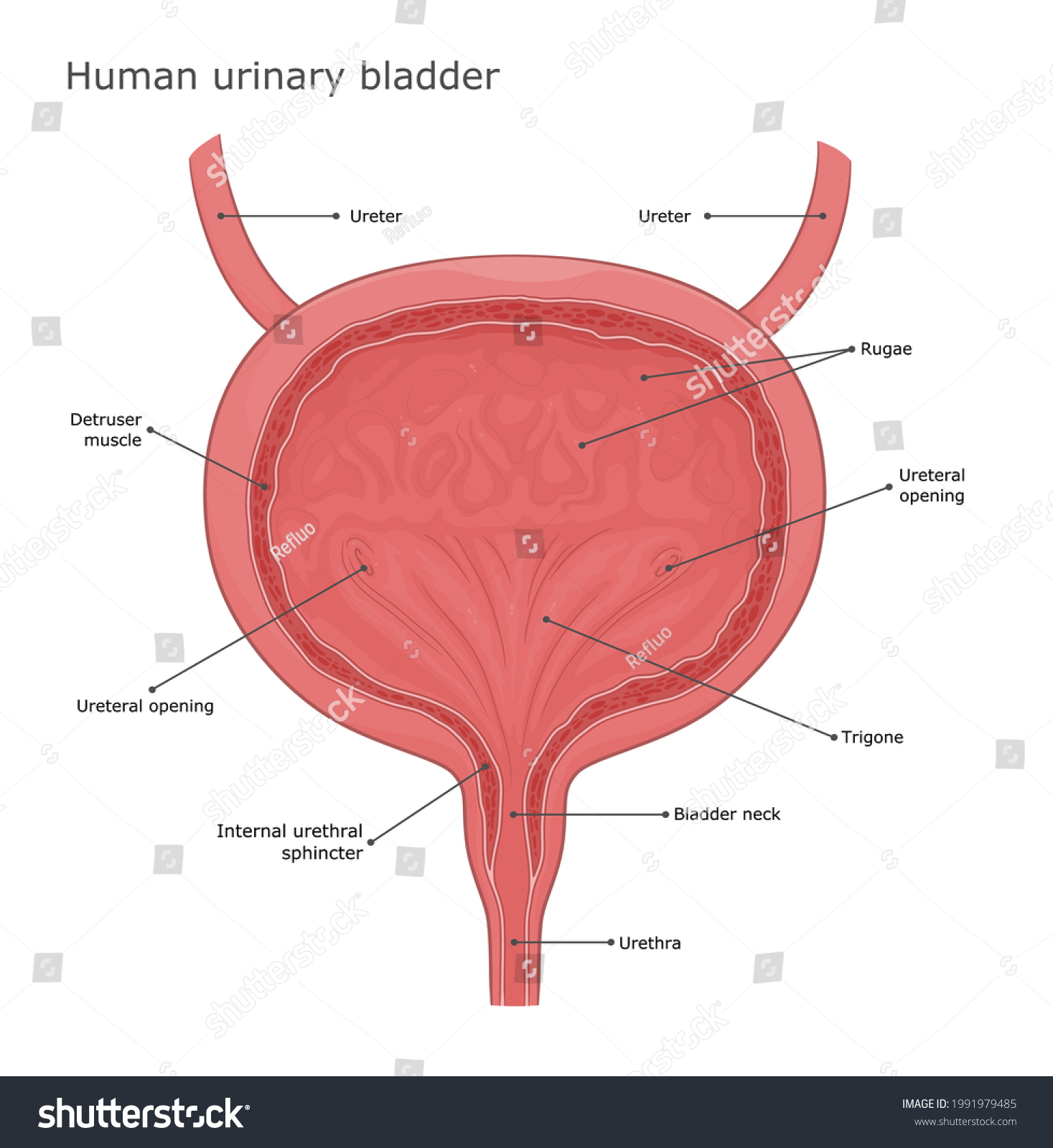 bladder diagram