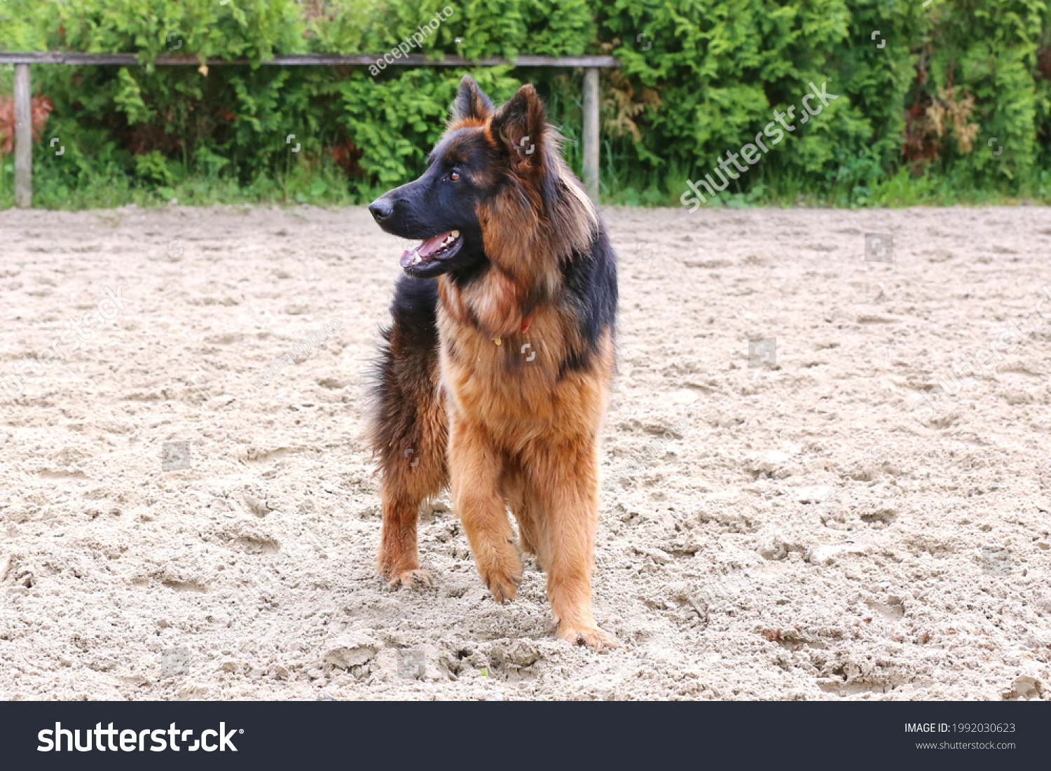 are there long haired german shepherds