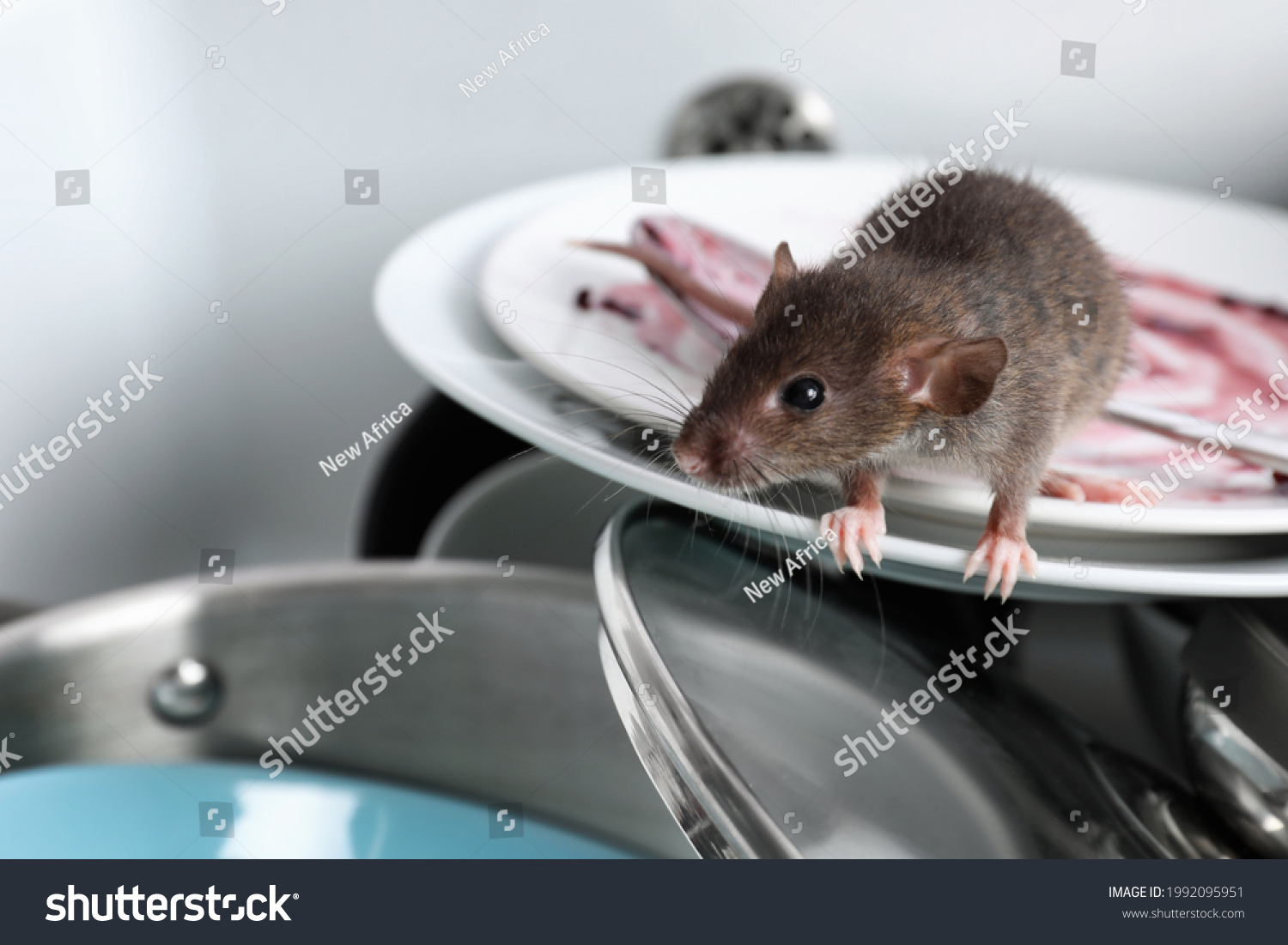 1 247 Rat Infestation Images Stock Photos Vectors Shutterstock   Stock Photo Rat And Dirty Dishes In Kitchen Sink Pest Control 1992095951 