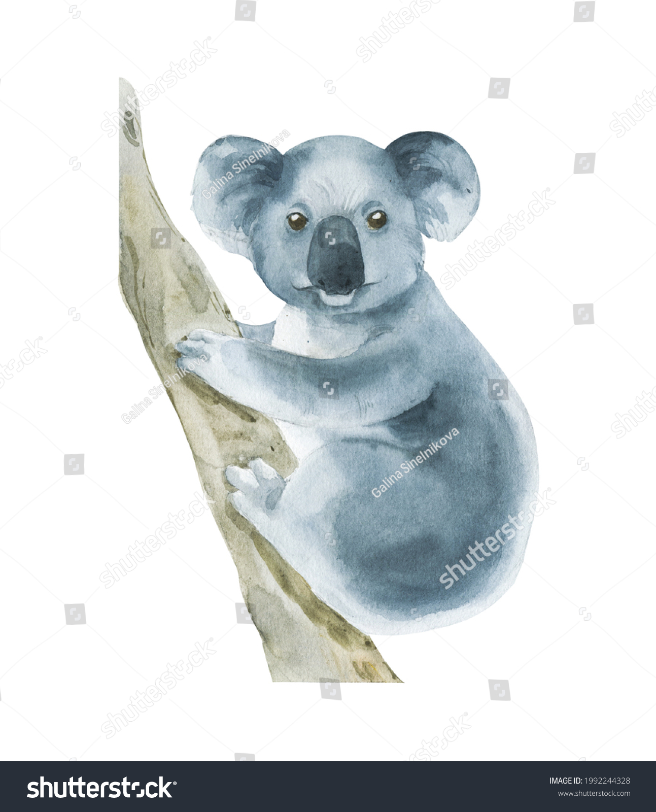 Watercolor Koala On Branch Isolated On Stock Illustration 1992244328 ...