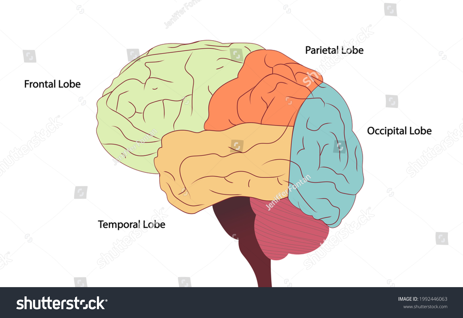 Human Brain Side View Illustration Divided Stock Illustration ...