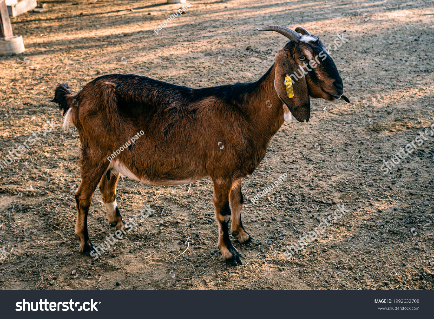 anglo nubian goat