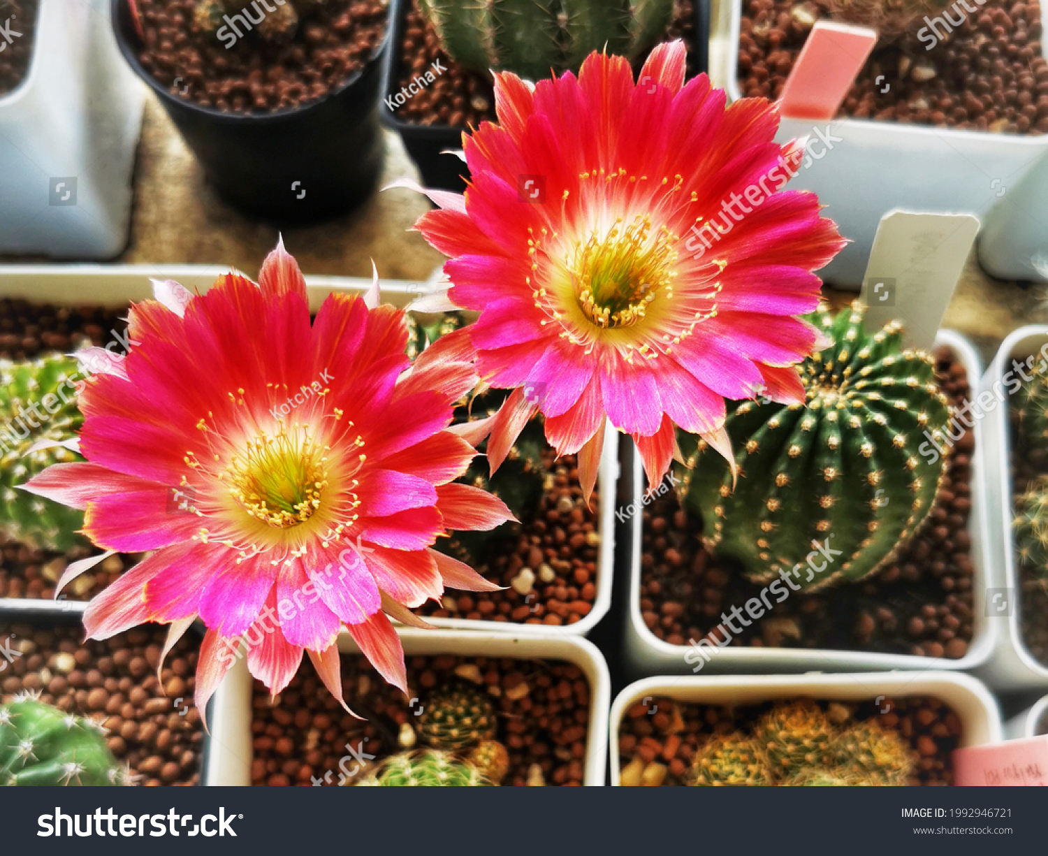 cactus with pink flower on top