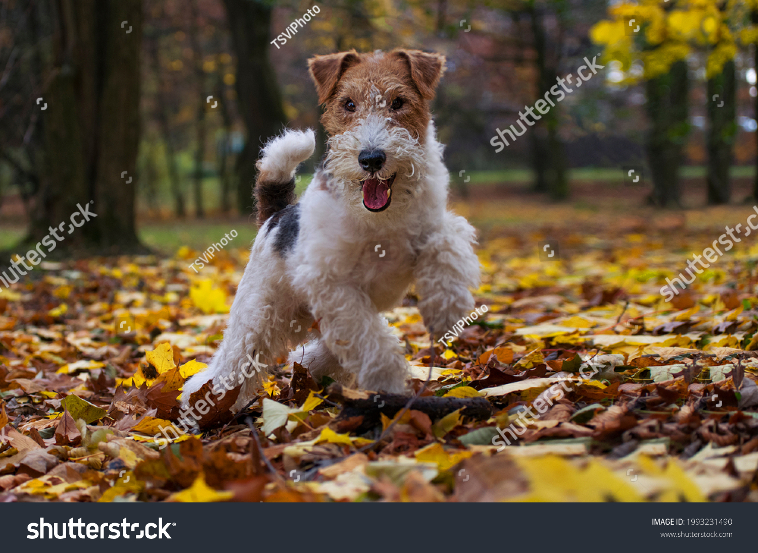 are fox terriers good pets