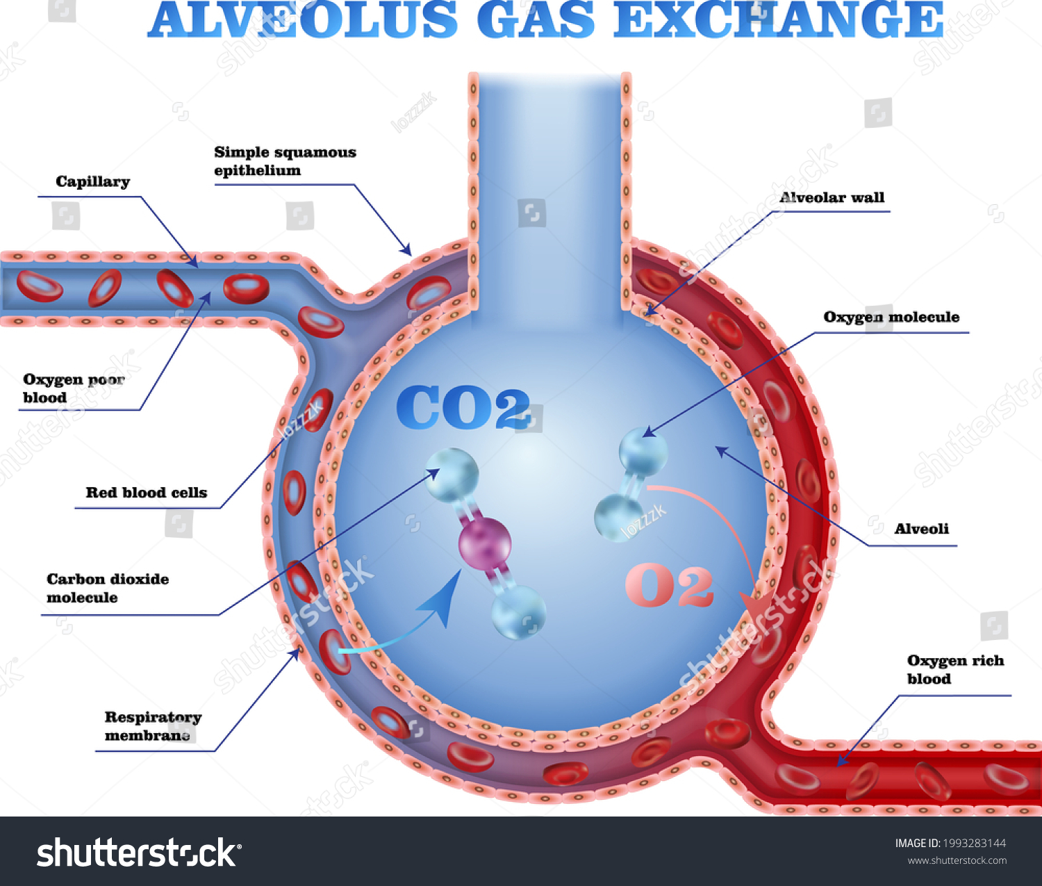 Alveolus Vessels Gas Exhange Cheme Red Stock Vector (Royalty Free ...