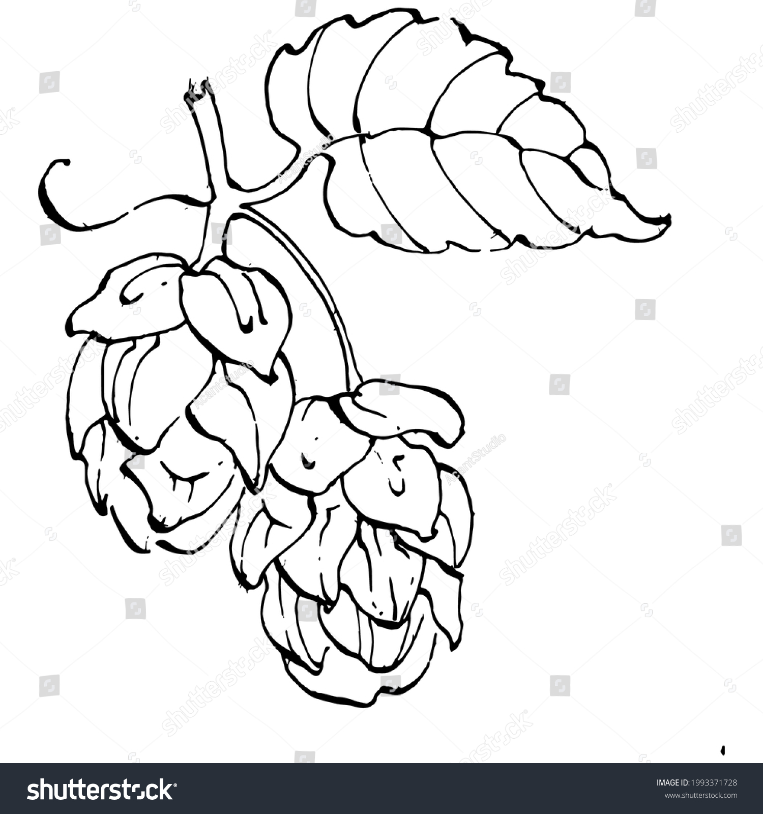 Hop Plant Hand Drawing Vintage Clip Stock Vector (Royalty Free ...