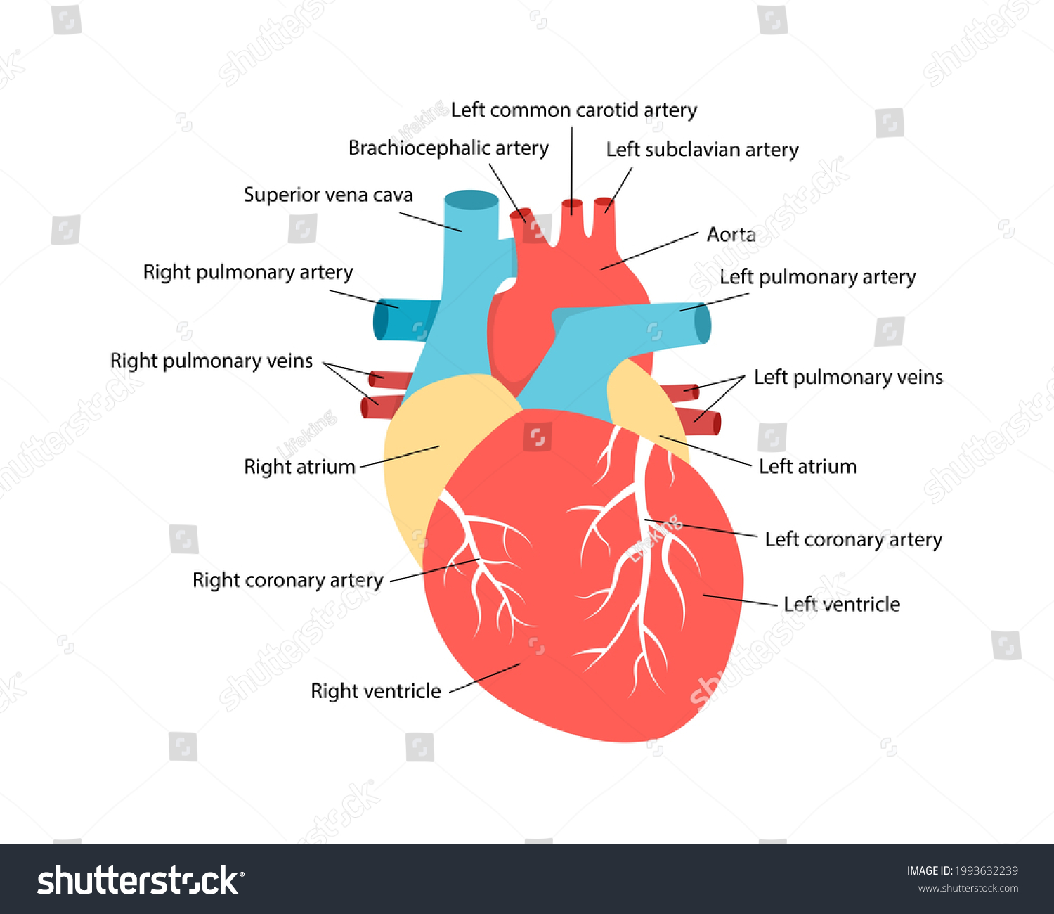 Heart Anatomy Descriptions Educational Diagram Human Stock Vector ...