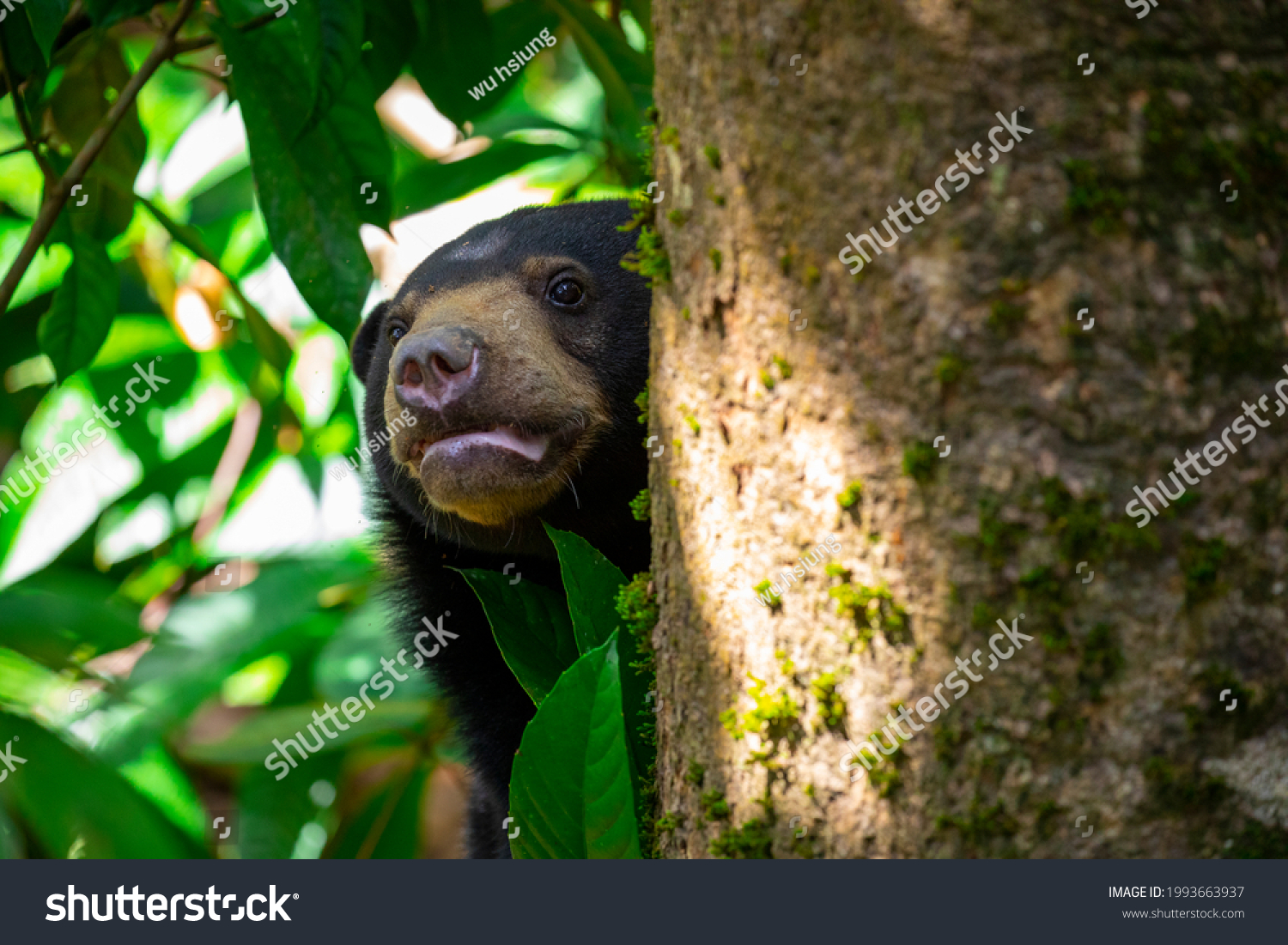 Conservation Animals Malay Bears Sandakan Sabah Stock Photo 1993663937 ...