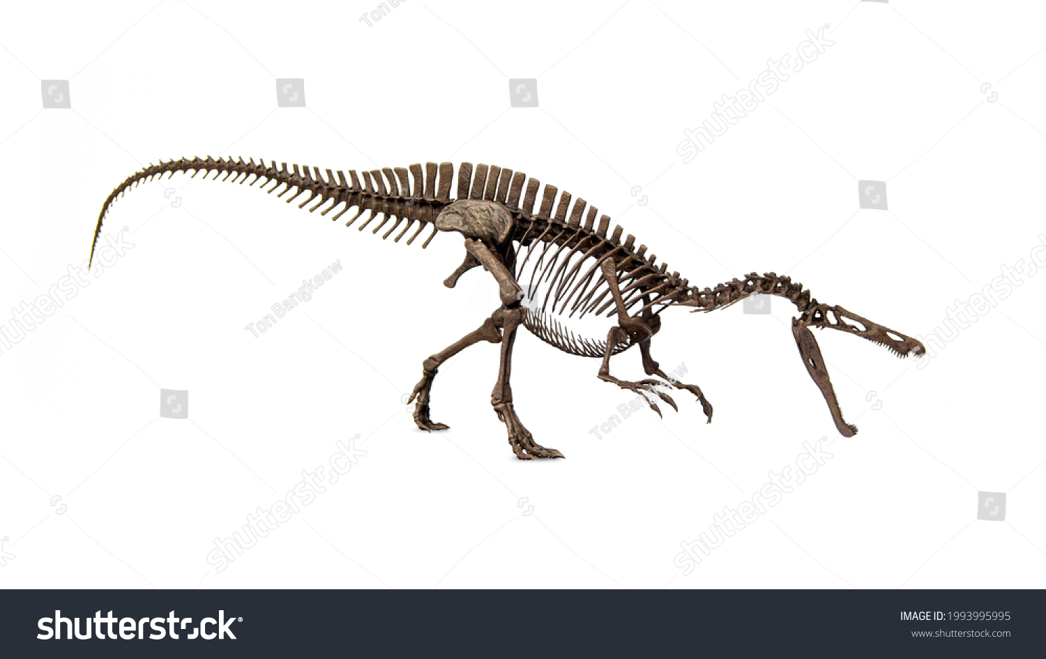 Fossil Skeleton Dinosaur Suchomimus Isolated On Stock Photo 1993995995 ...