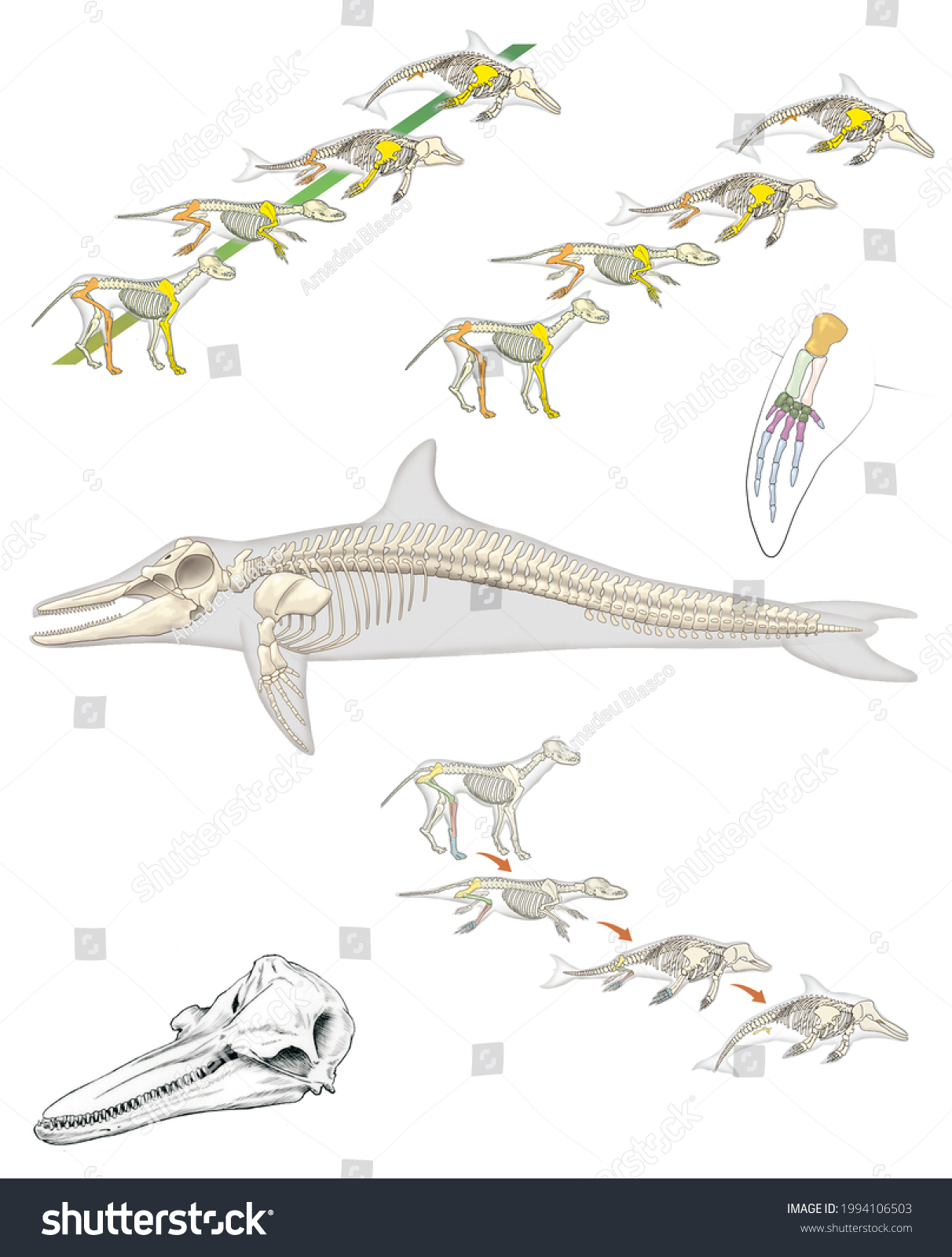 Zoology Mammals Cetaceans Shoulder Girdle Skull Stock Illustration ...