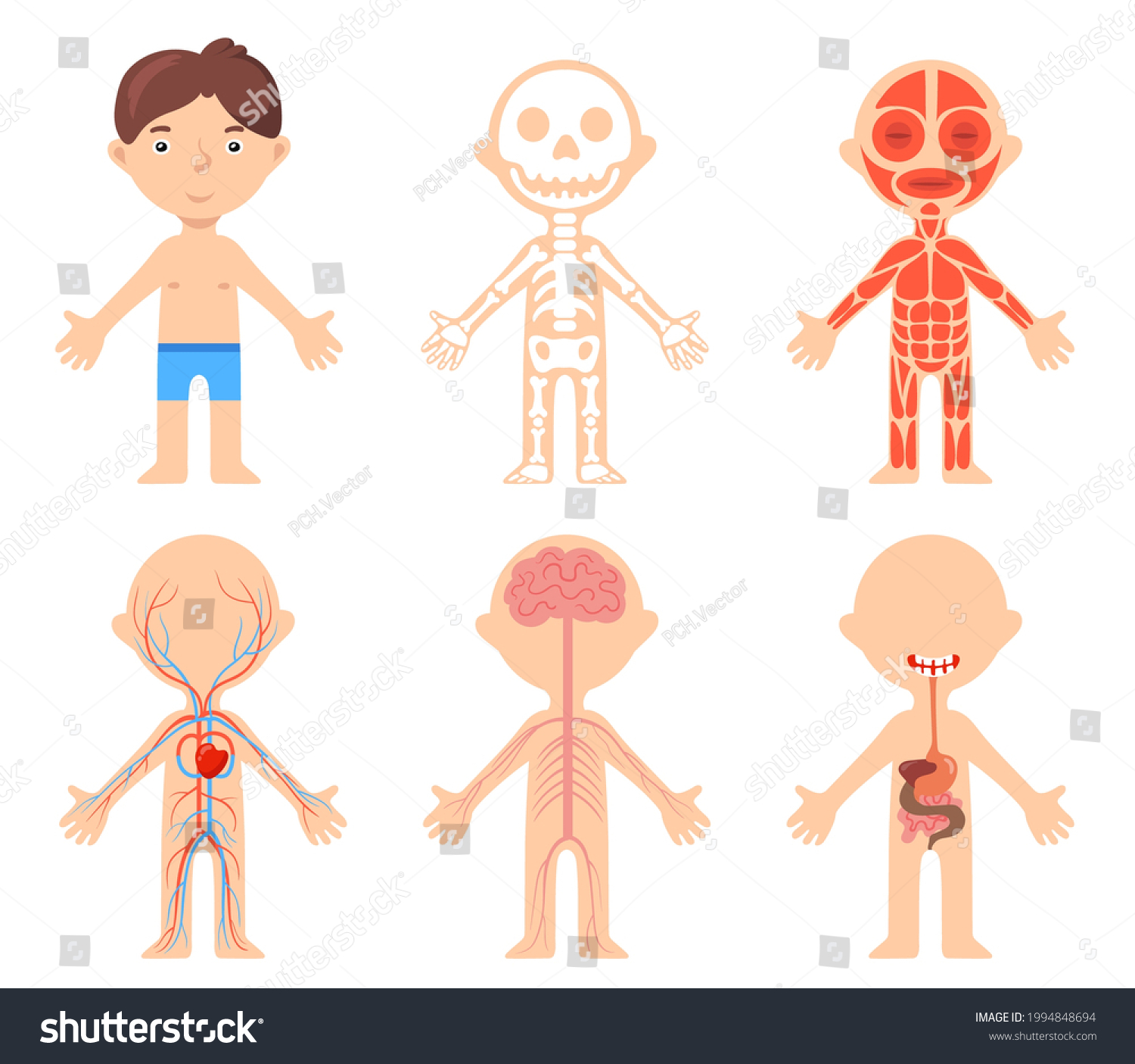 Educational Poster Boy Anatomical Systems His Stock Vector (Royalty ...