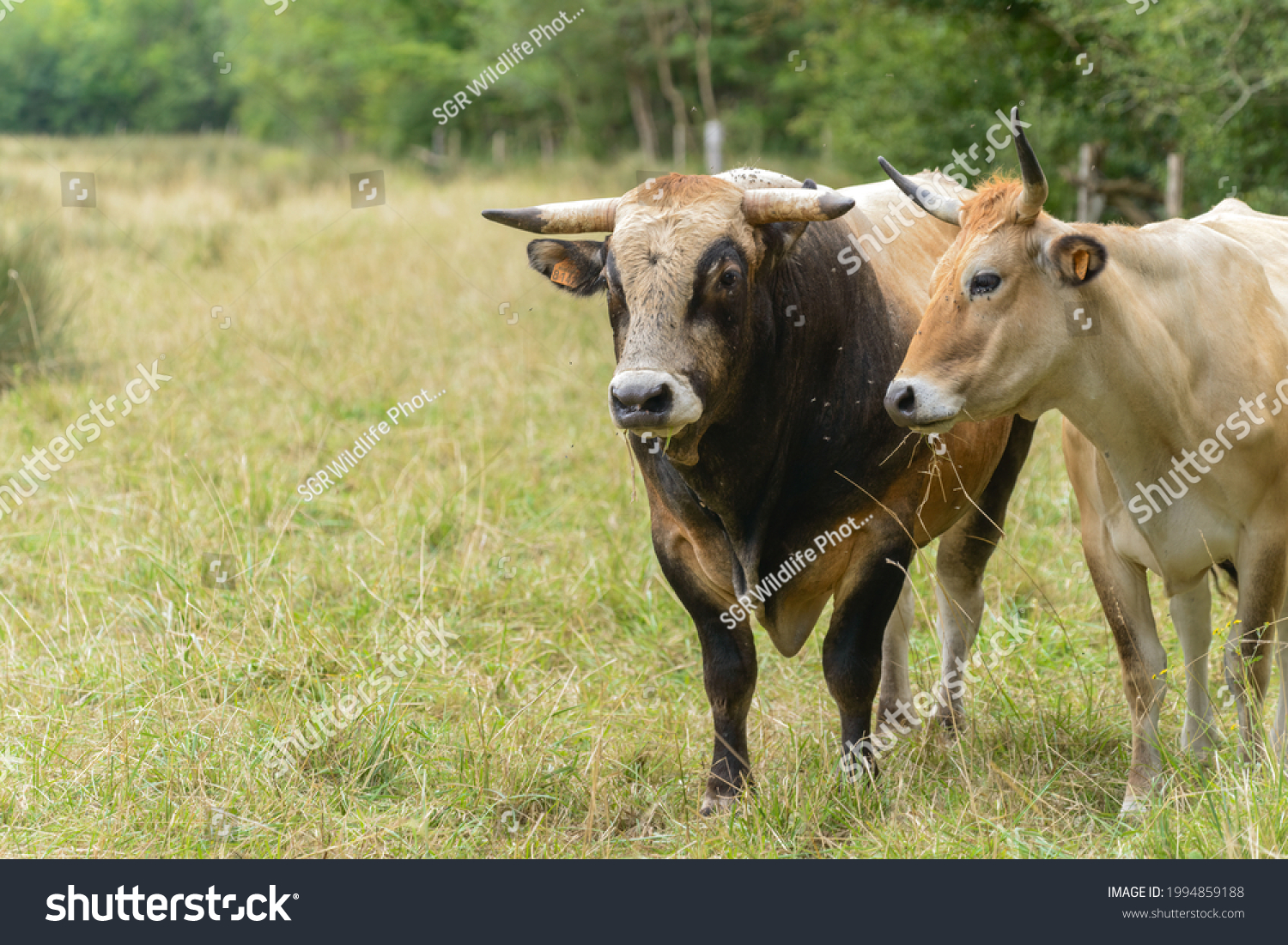 Bull Cow French Cattle Breed La Stock Photo 1994859188 | Shutterstock