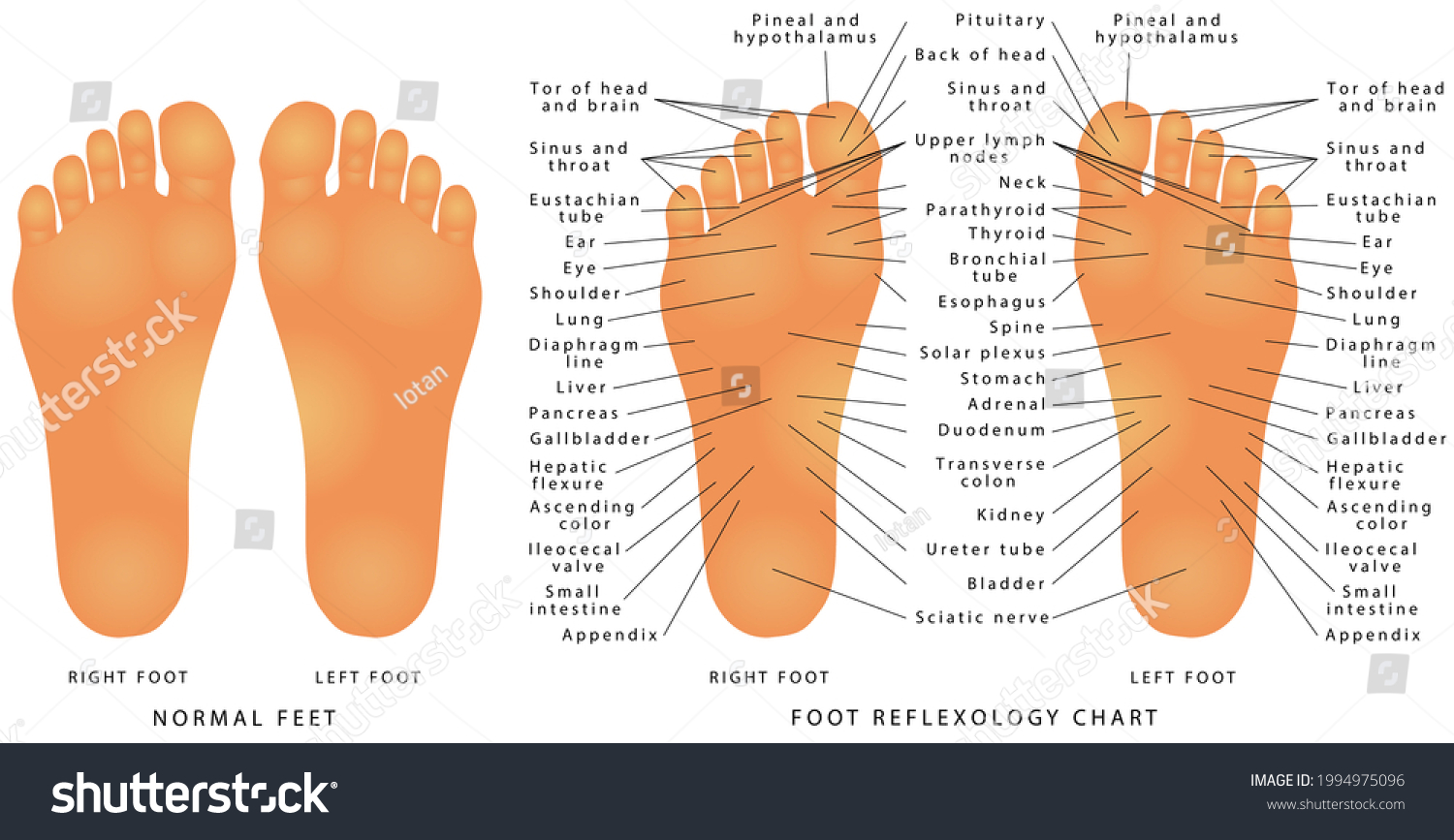 foot-reflexology-chart-reflex-zones-feet-stock-illustration-1994975096