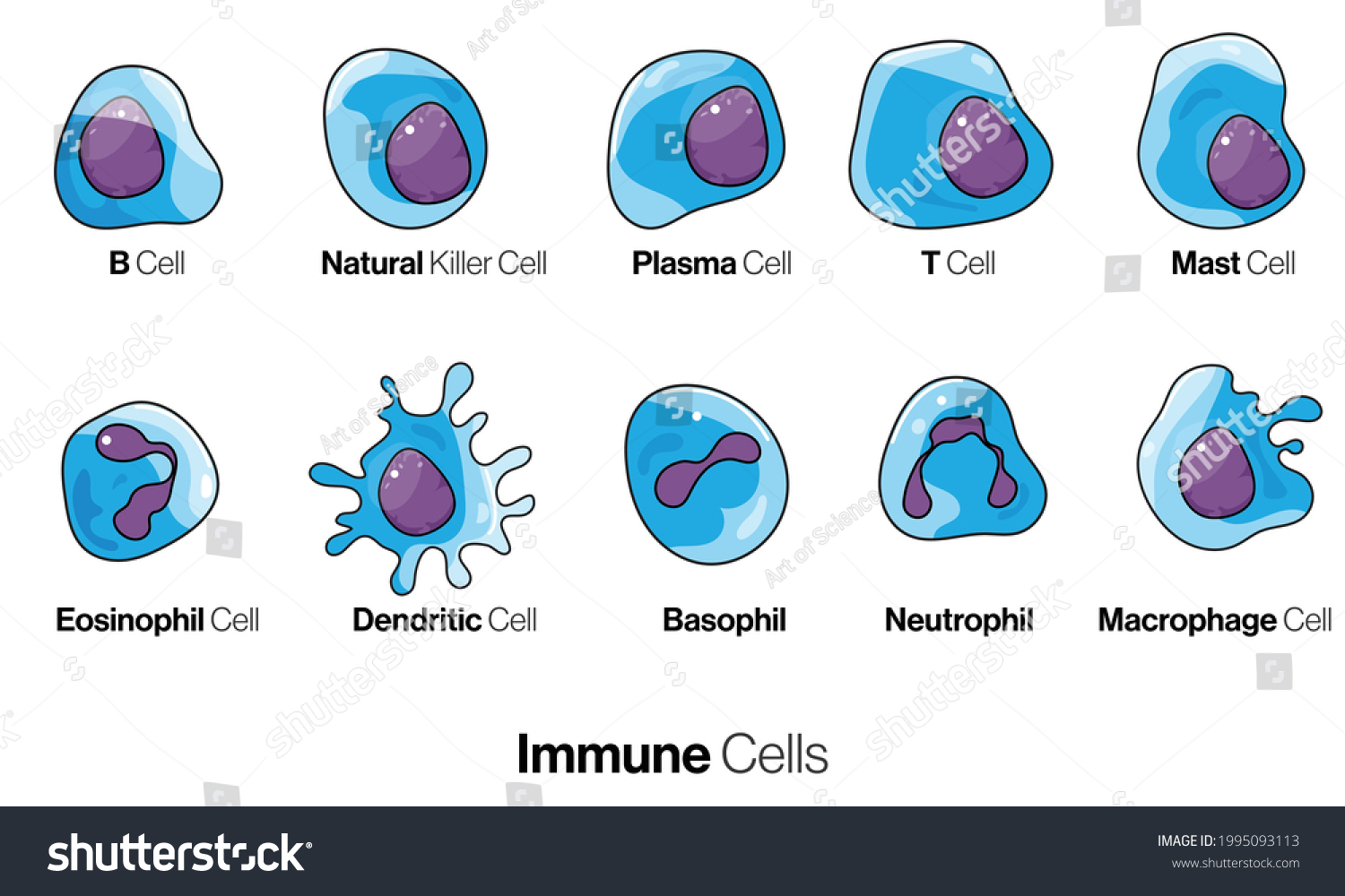 Cells Innate Adaptive Immune System Natural Stock Vector (Royalty Free ...