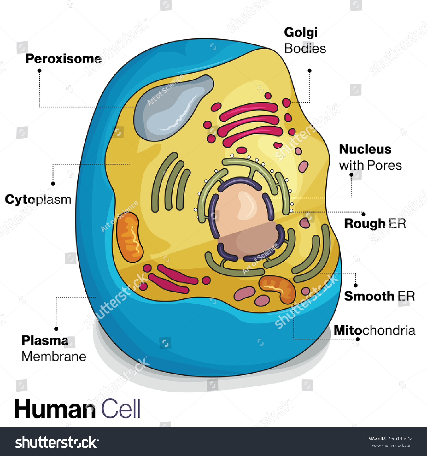 Eukaryotic Animal Cell Structure Illustration Stock Vector (Royalty ...