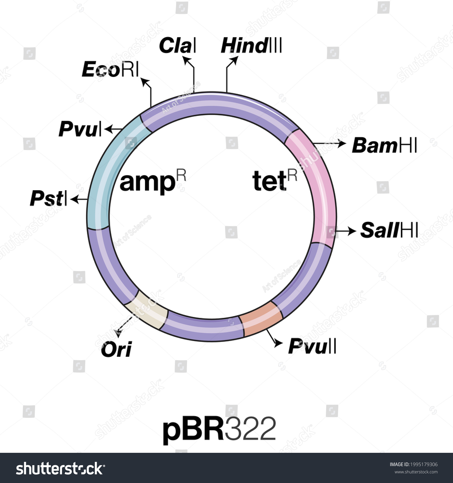 bacterial plasmid structure