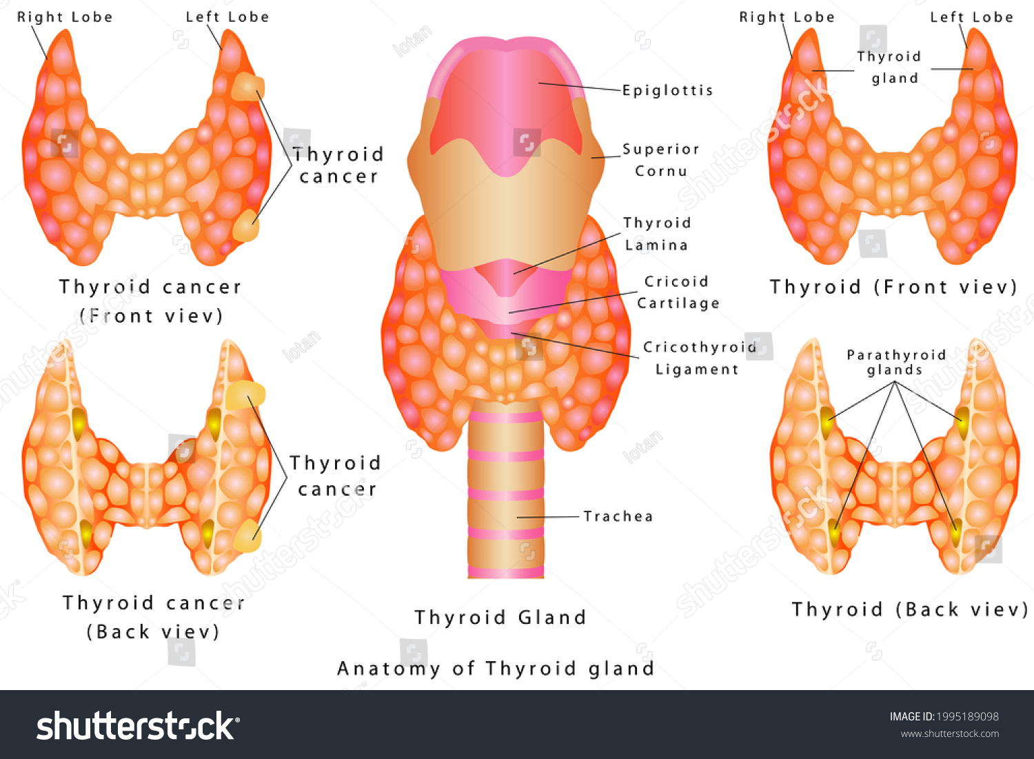 Анатомия щитовидной железы подробно