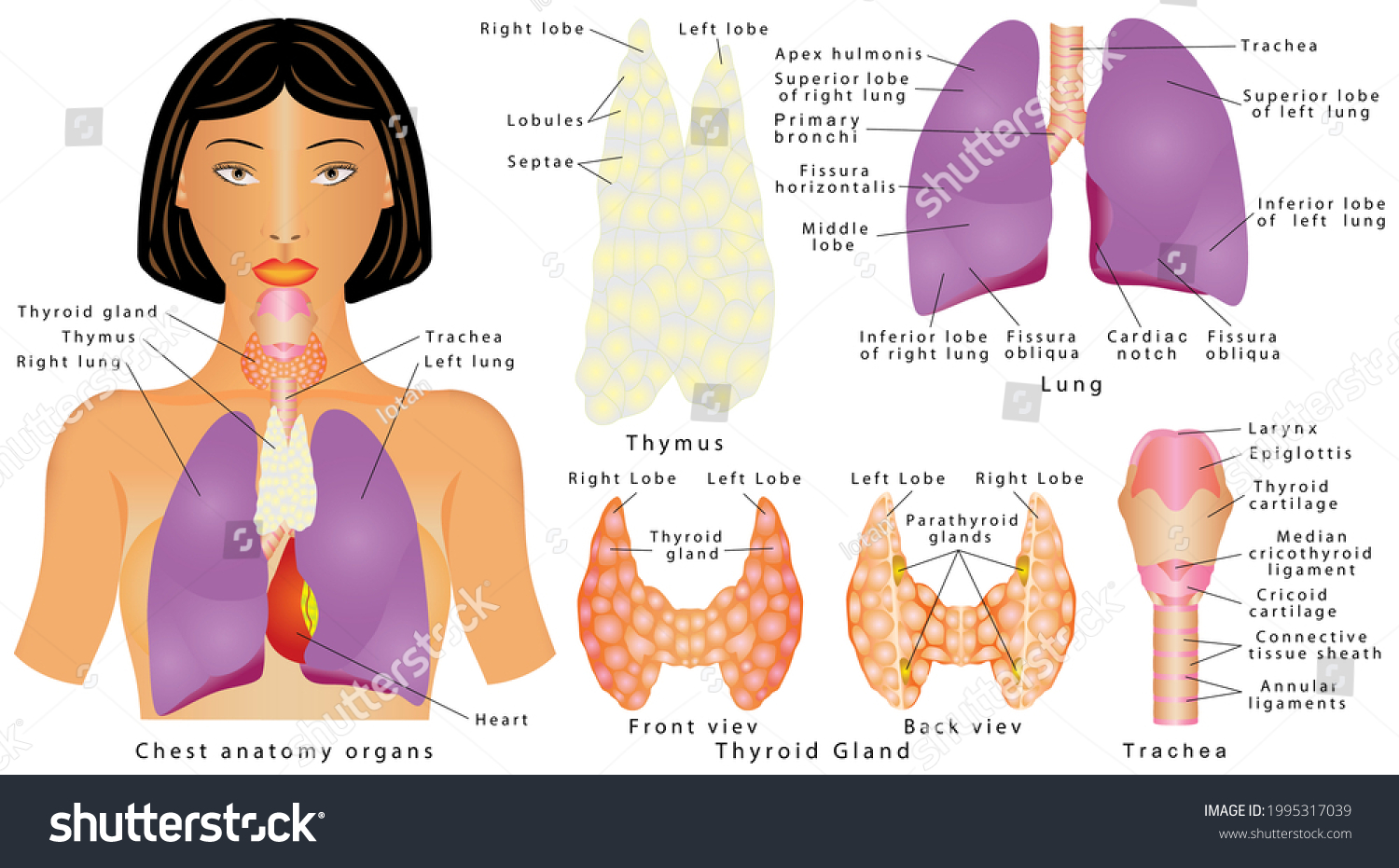 Organs Chest Female Human Internal Organs Stock Illustration 1995317039