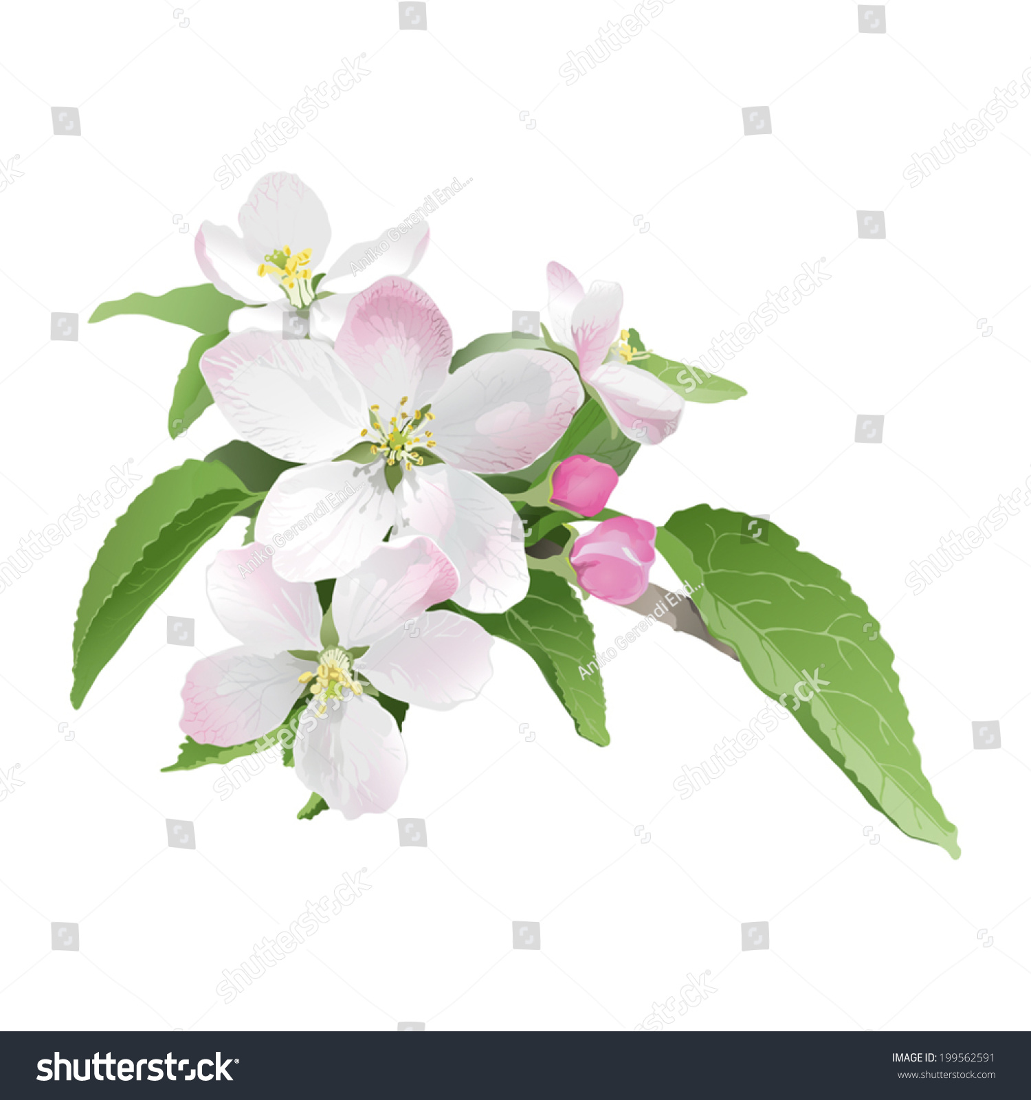 Apple Blossom Hand Drawn Vector Illustration Stock Vector (Royalty Free ...