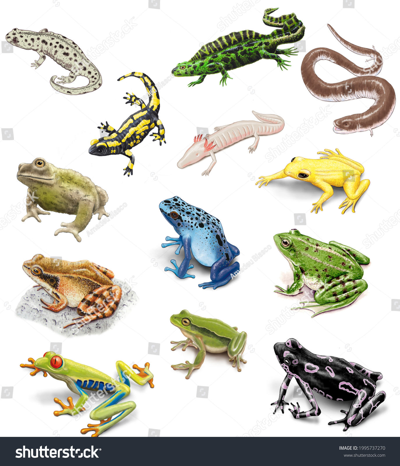 Amphibians Frogs Toes Newts Salamanders Stock Illustration 1995737270 ...