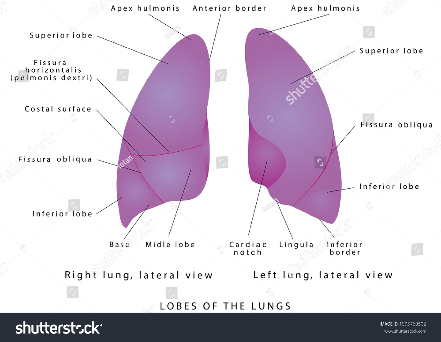 Human Lungs Right Lung Left Lung Stock Illustration 1995760502 ...