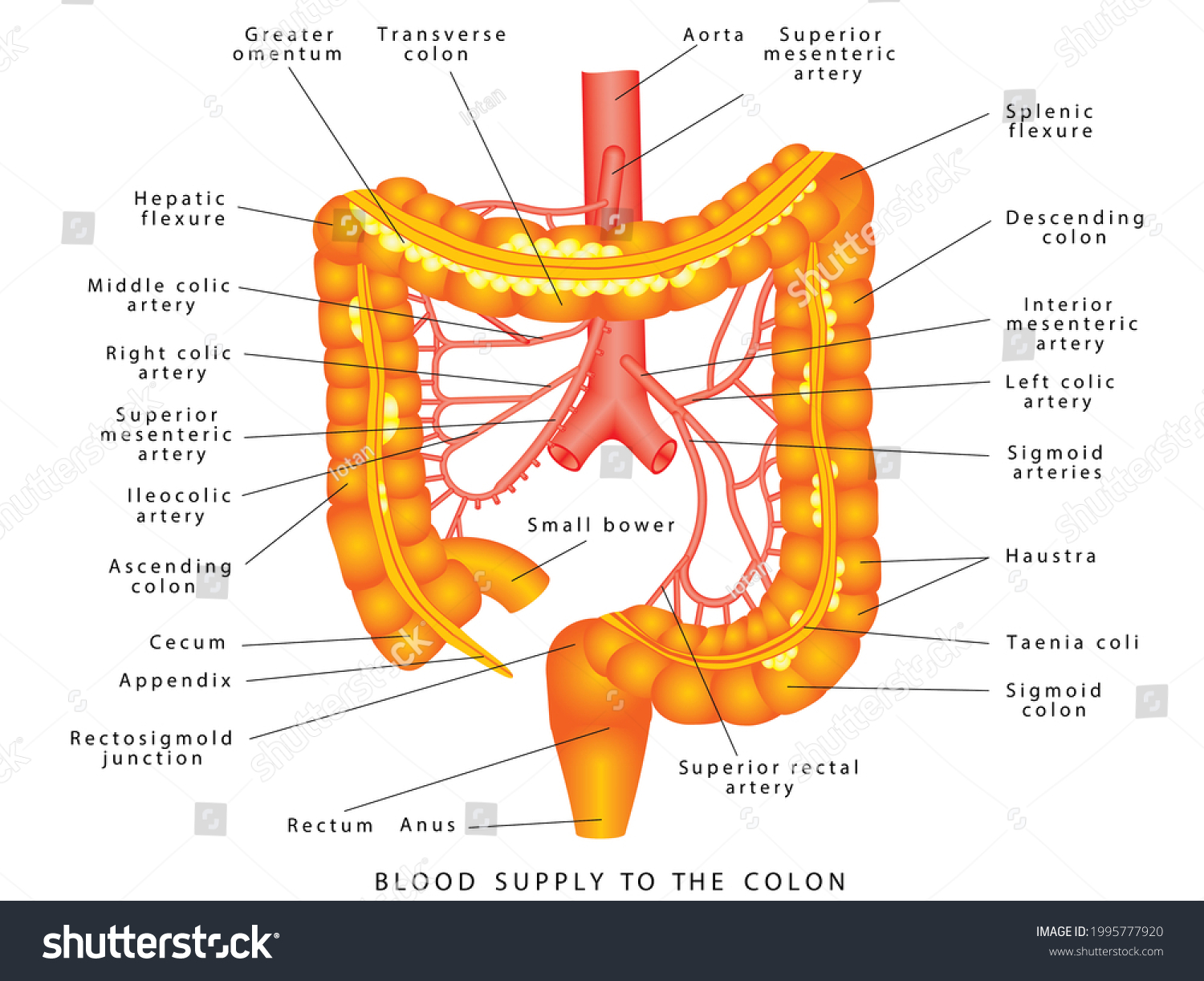 colon-arteries-abdominal-arteries-anatomy-human-stock-illustration