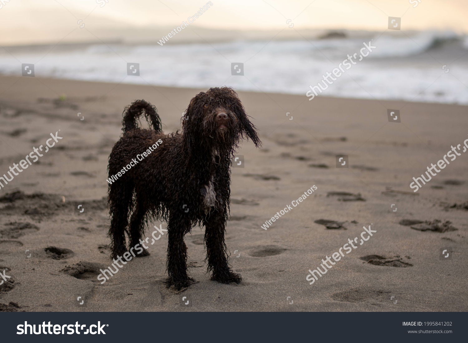 are irish water spaniel puppies lazy