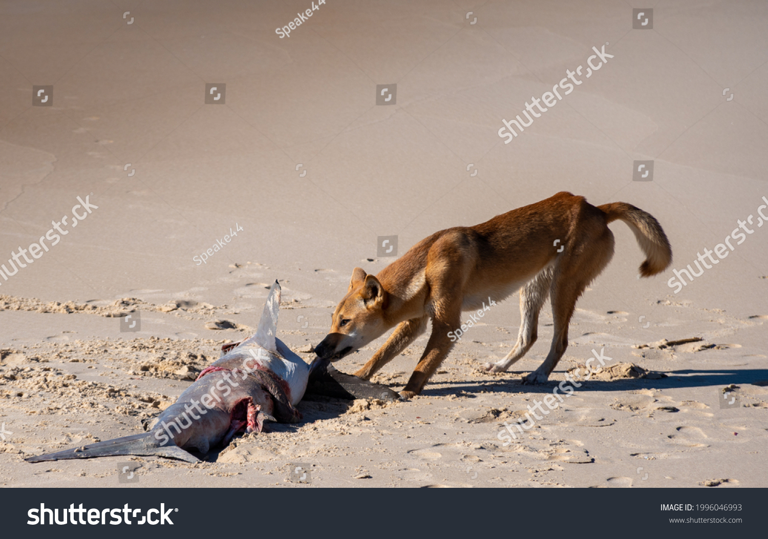 what do dingoes eat on fraser island