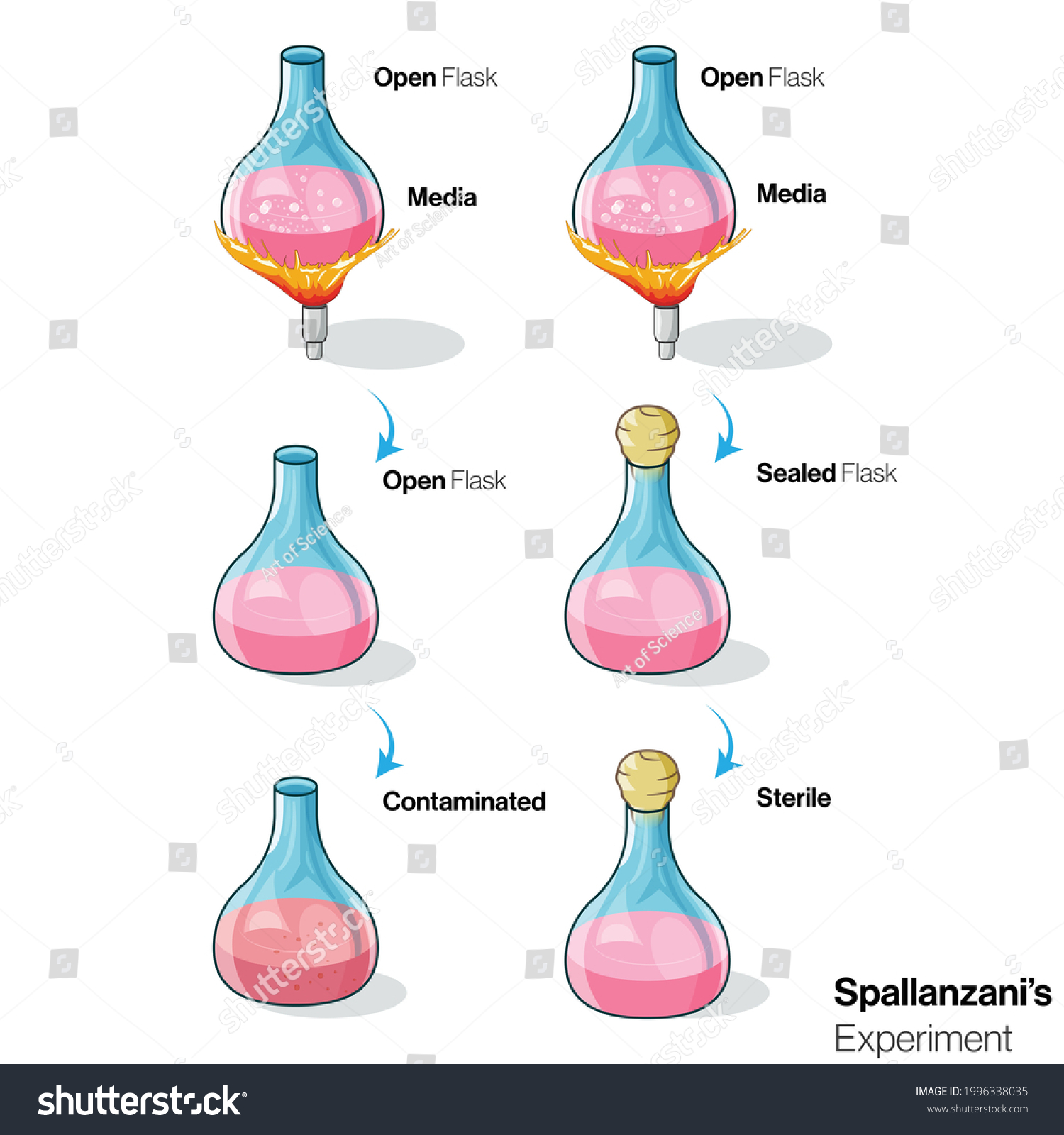 spallanzani frog experiment