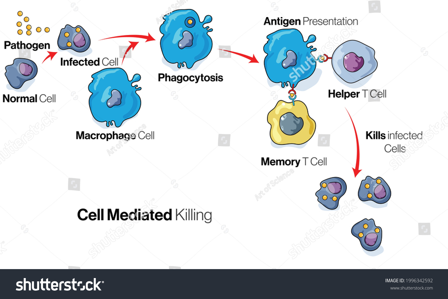 267 Antigen Presenting Cells Images, Stock Photos & Vectors 