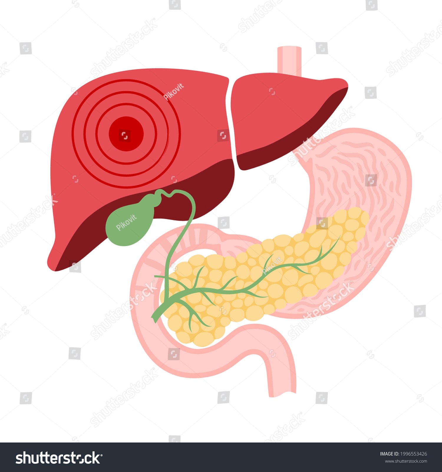 Liver Disease Logo Fibrosis Cirrhosis Fatty Stock Vector (Royalty Free ...