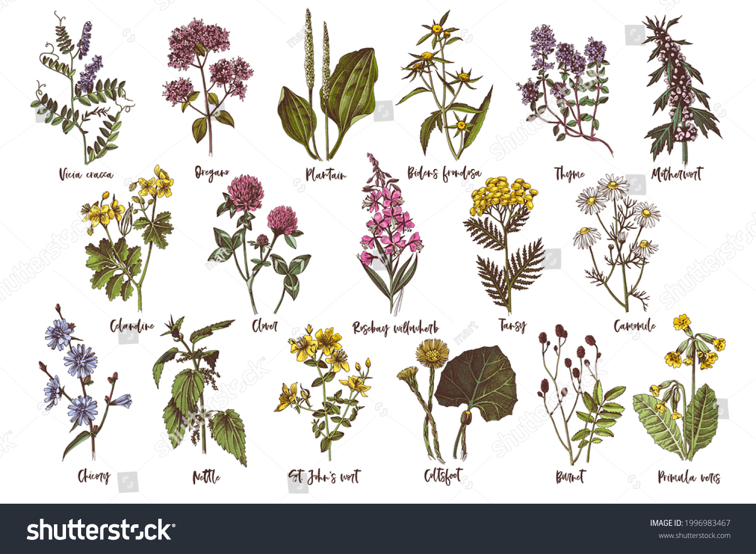 Hand Drawn Set Medicinal Herbs Stock Vector (Royalty Free) 1996983467 ...