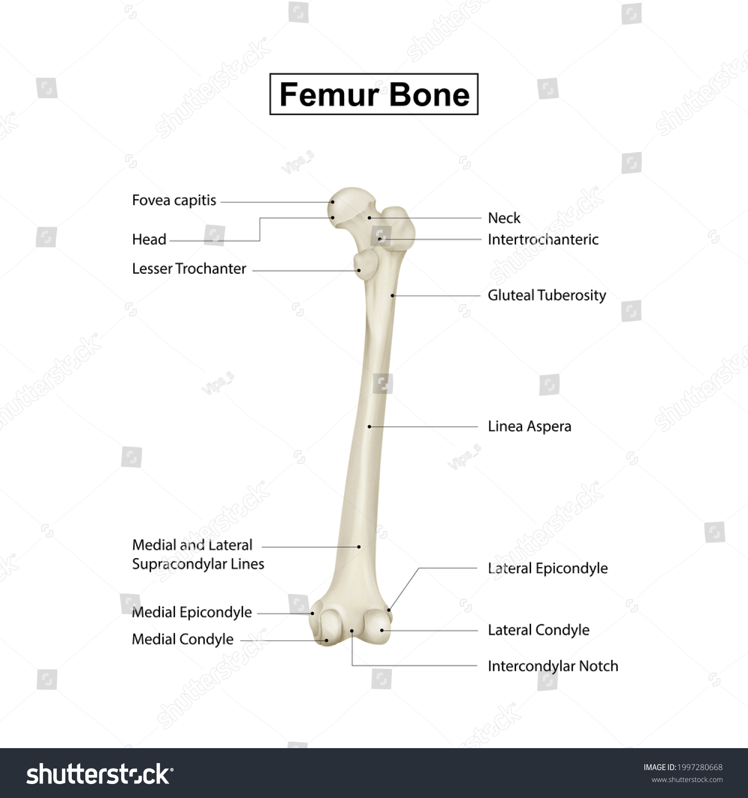 Medical Education Chart Biology Femur Bone Stock Illustration ...