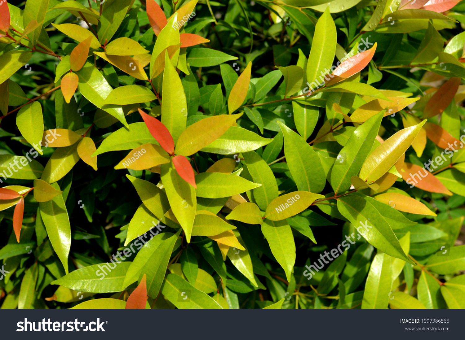 Syzygium Oleina Pucuk Merah One Type Stock Photo 1997386565 | Shutterstock