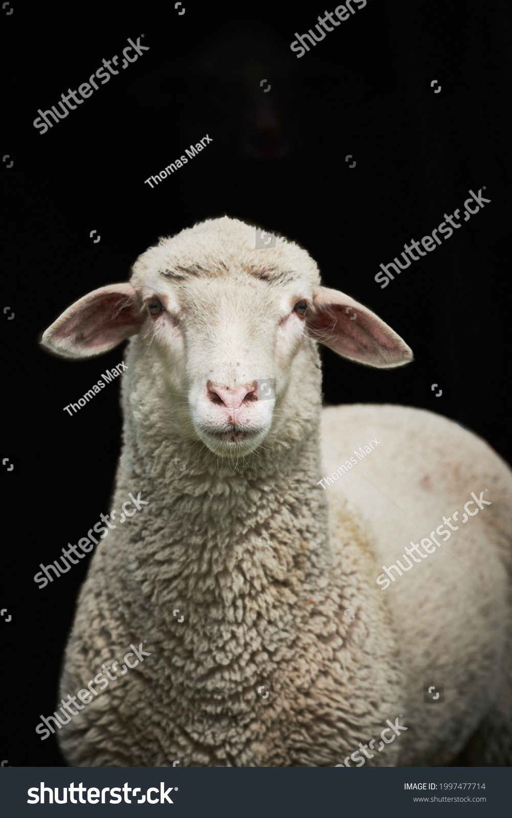 Young Sheep Isolated On Black Background Stock Photo 1997477714 ...