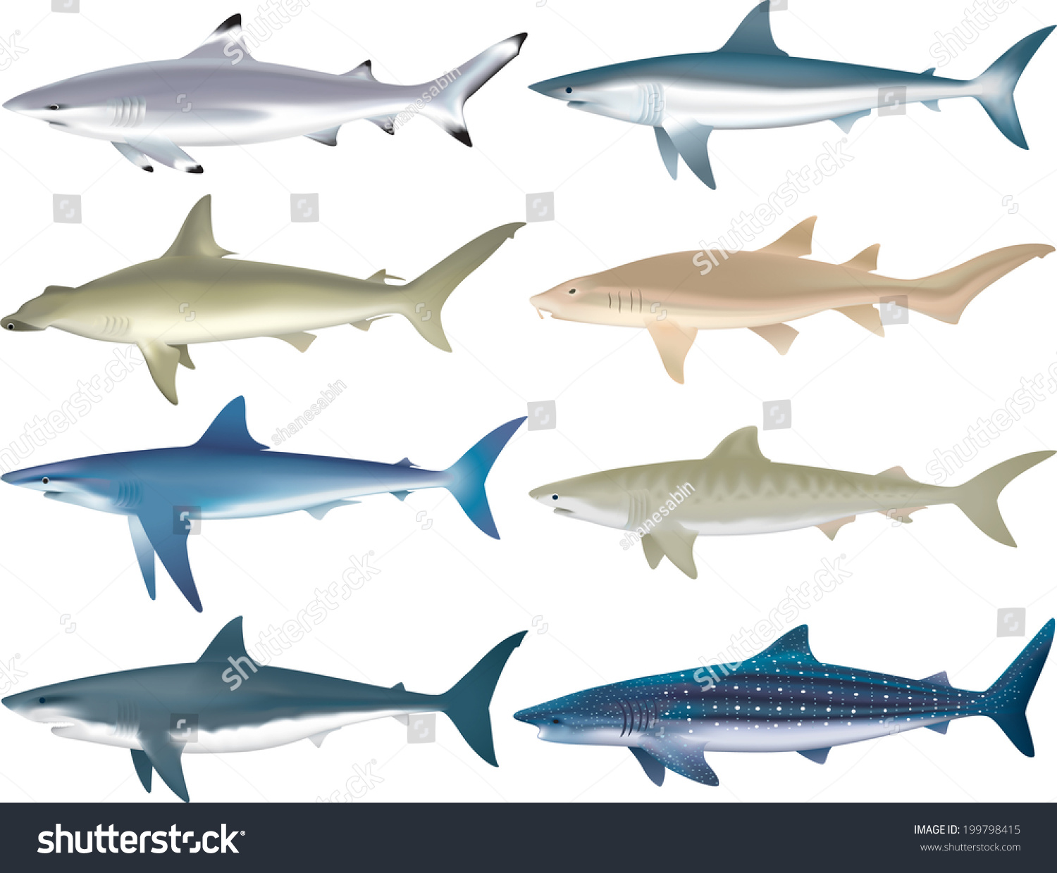 Классификация тигровой акулы