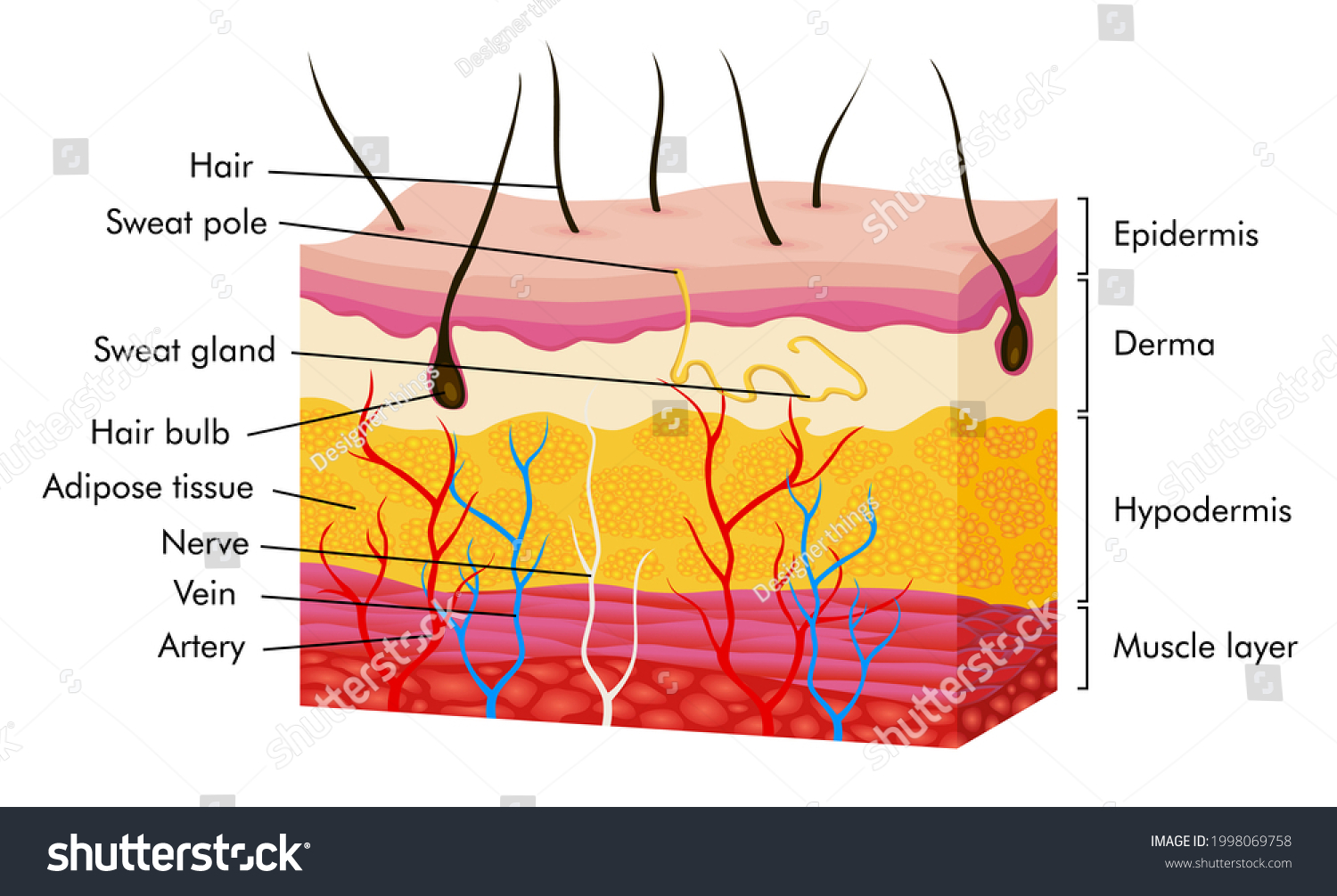 Skin Anatomy Human Body Skin Illustration Stock Illustration 1998069758 ...