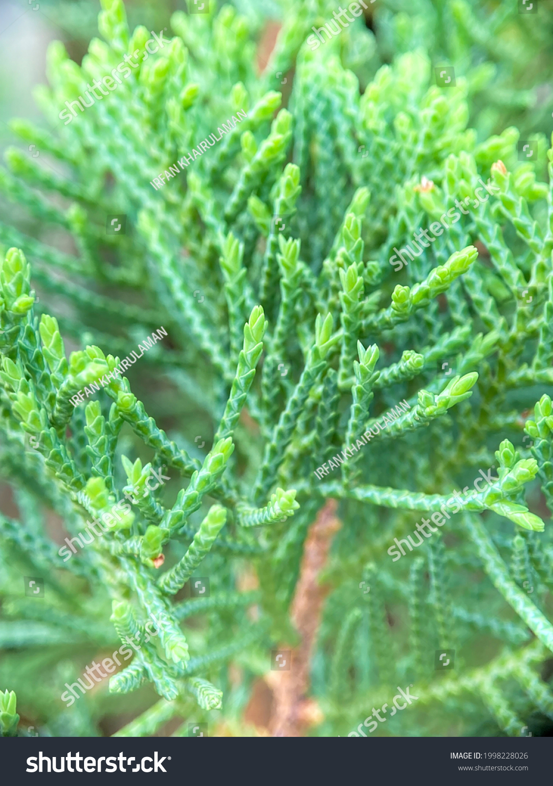 Casuarina Equisetifolia Tree On Closed Stock Photo 1998228026 ...