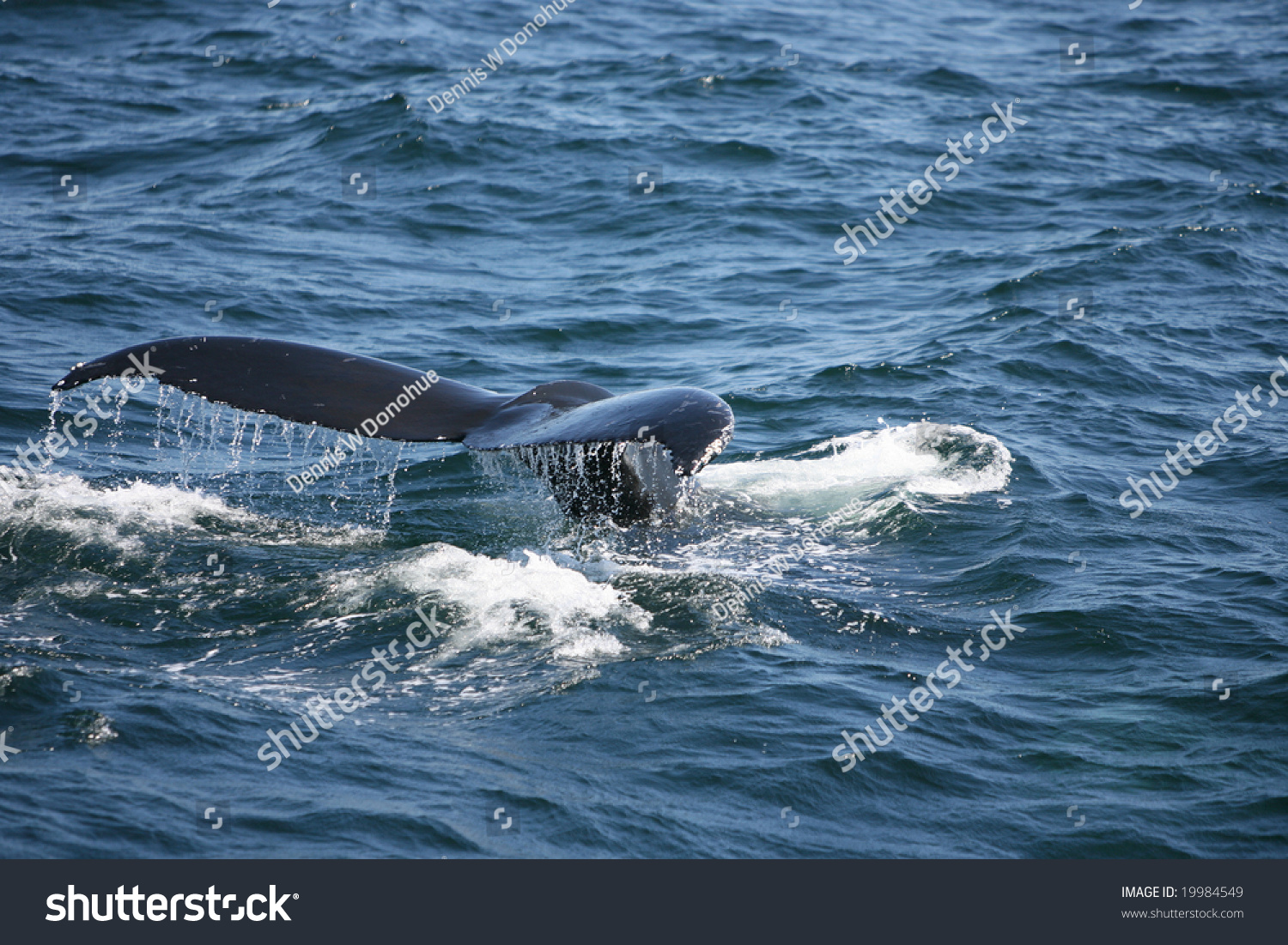 Humpback Whale Flipping Tail Stock Photo 19984549 | Shutterstock