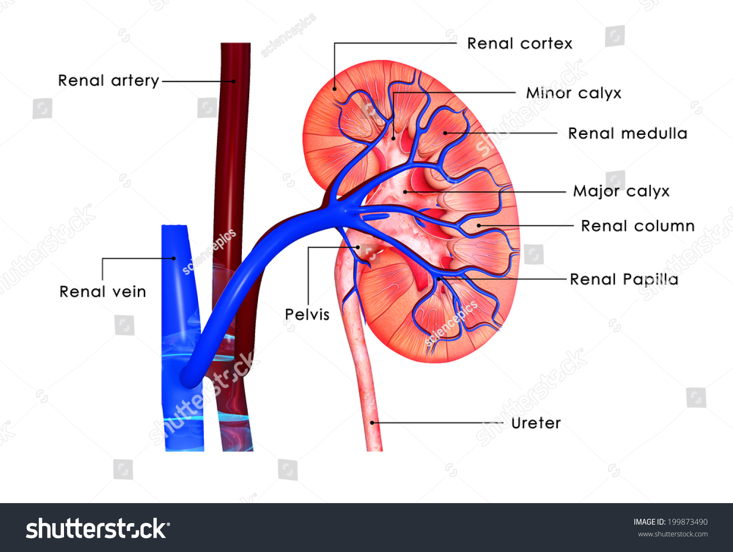 Kidney Anatomy Labelled Stock Illustration 199873490 | Shutterstock