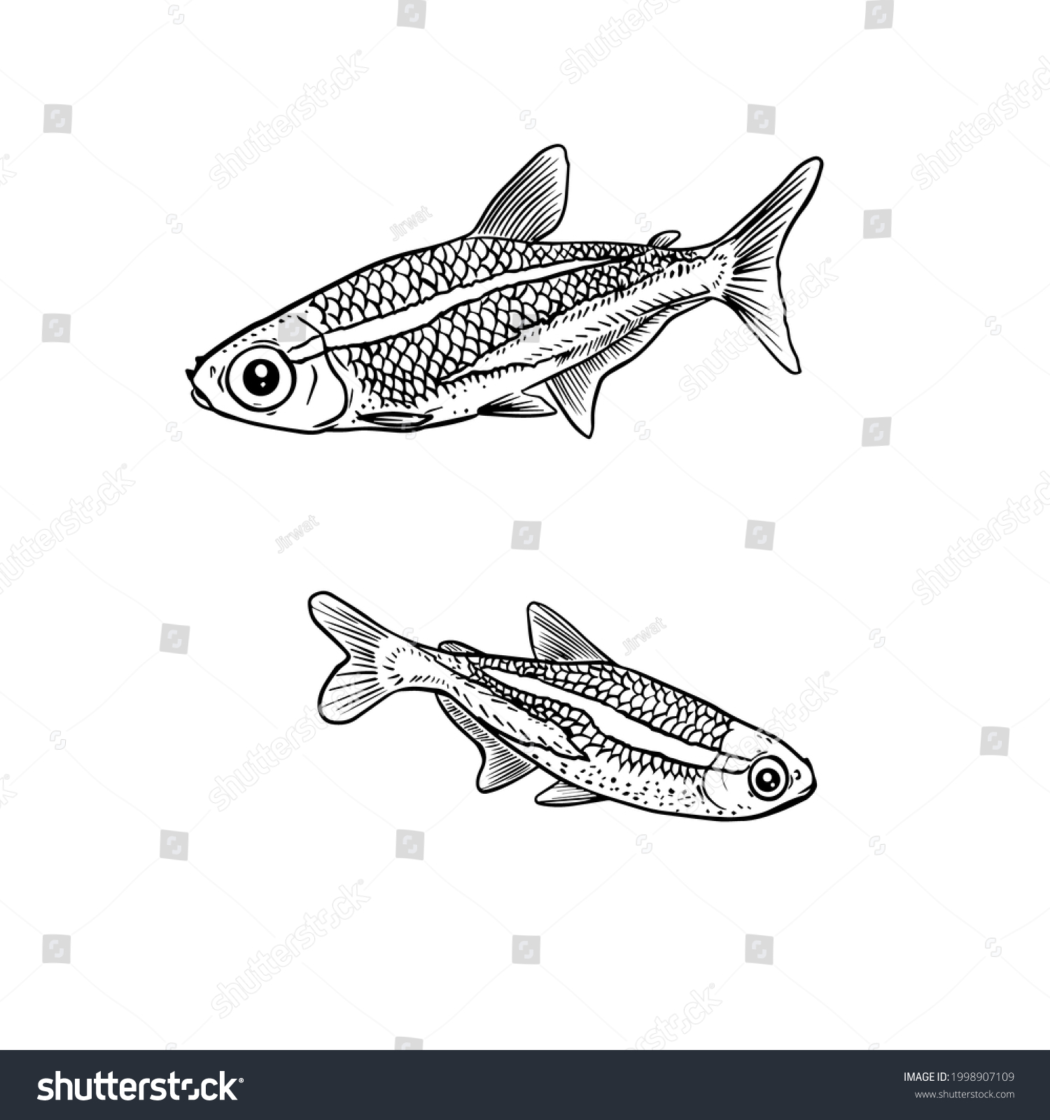 Vektor Stok Neontetra Vector Hand Drawing Illustration Black Tanpa Stock Vector Neon Tetra Vector Hand Drawing Illustration In Black Color Isolated On White Background 1998907109