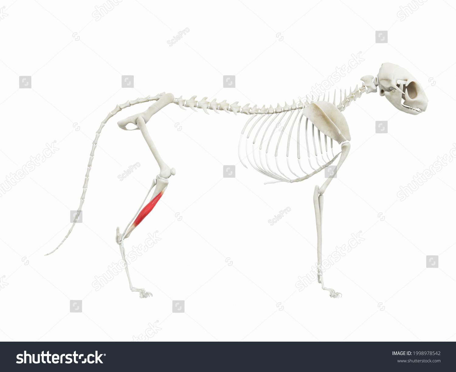 3d Rendered Illustration Cats Muscle Anatomy Stock Illustration ...